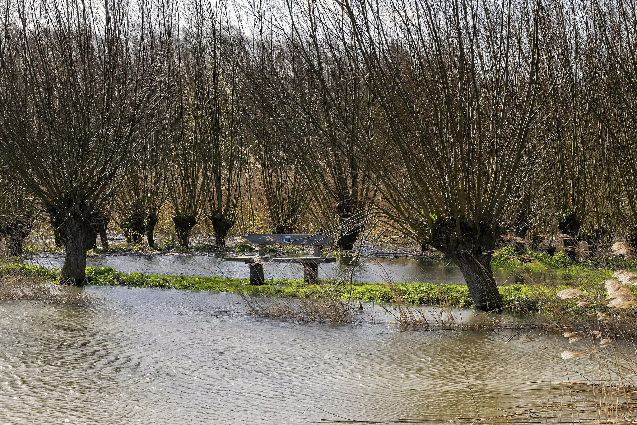 Photo showing: A series of High tide in the Marshlands The Biesbosch in the Netherlands (Holland)