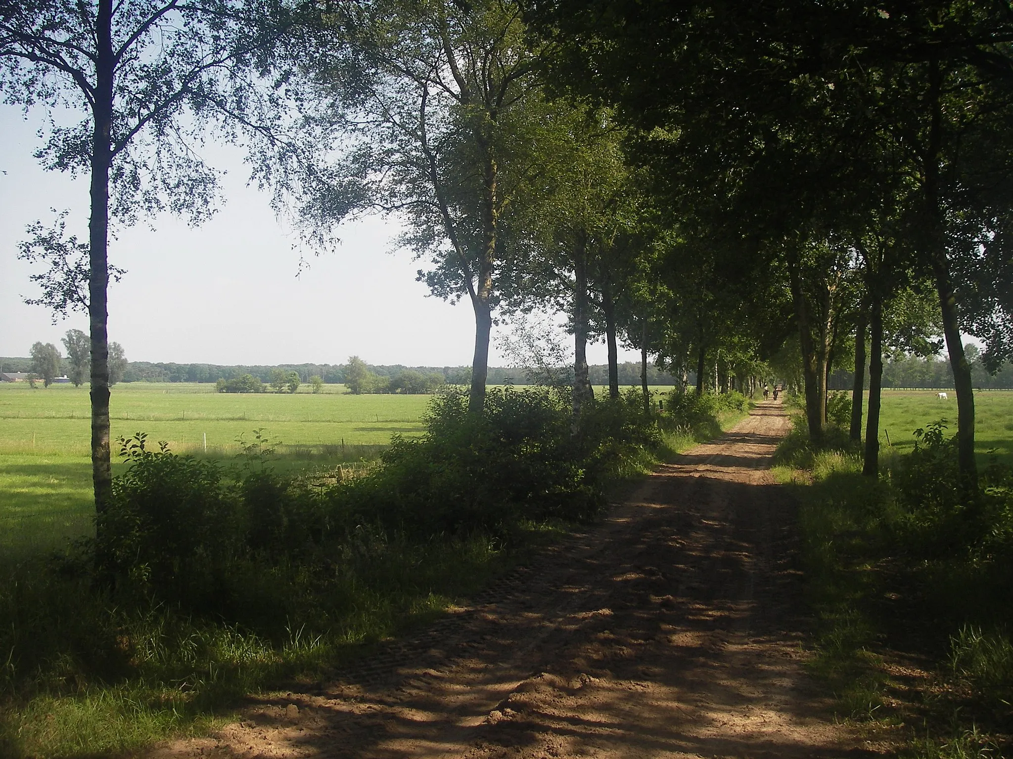 Photo showing: Graslanden in het voormalige Meerven bij Lierop.