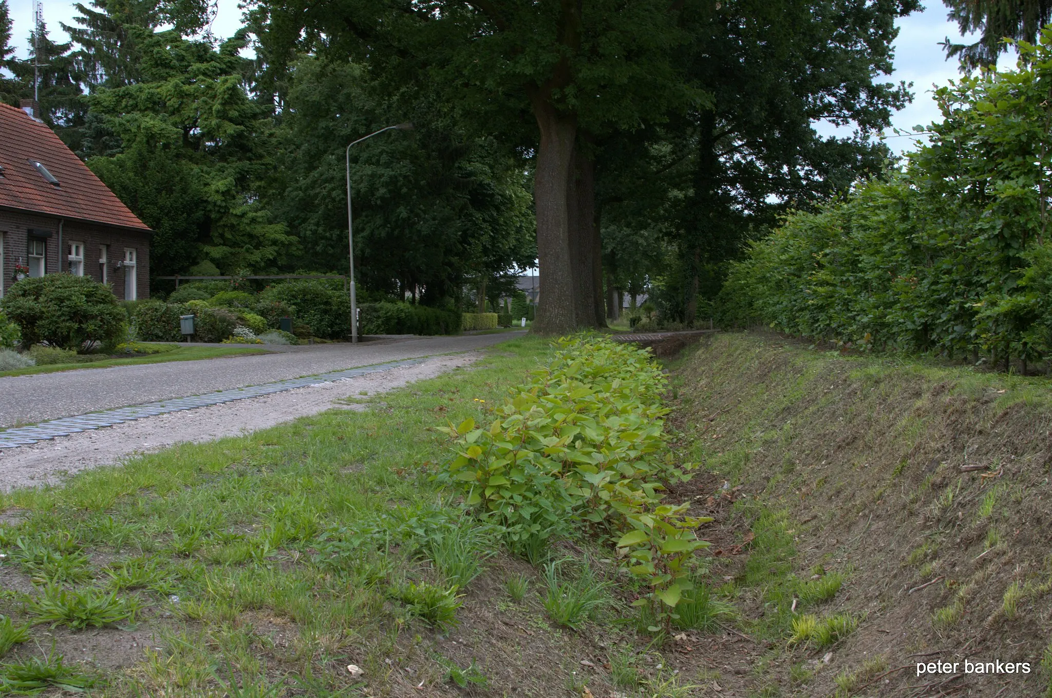 Photo showing: VOORPEELWEG  DEURNE NL Japanse Duizendknoop Fallopia Japonica 130702