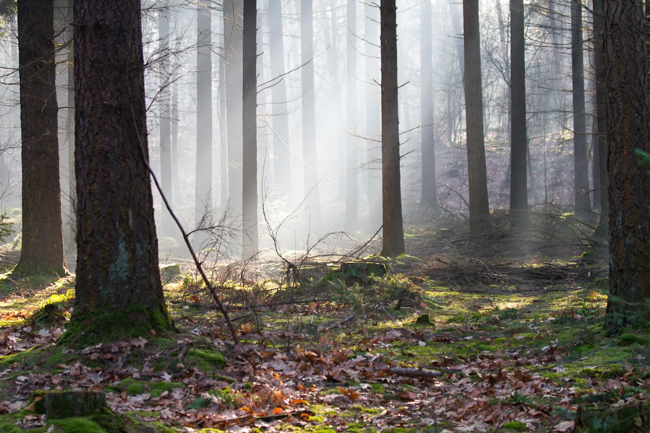 Photo showing: Sunbeams in forest