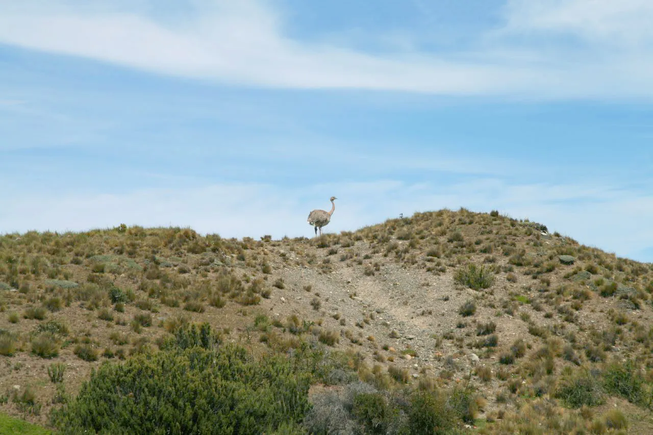 Photo showing: Lesser Rhea Rhea pennata