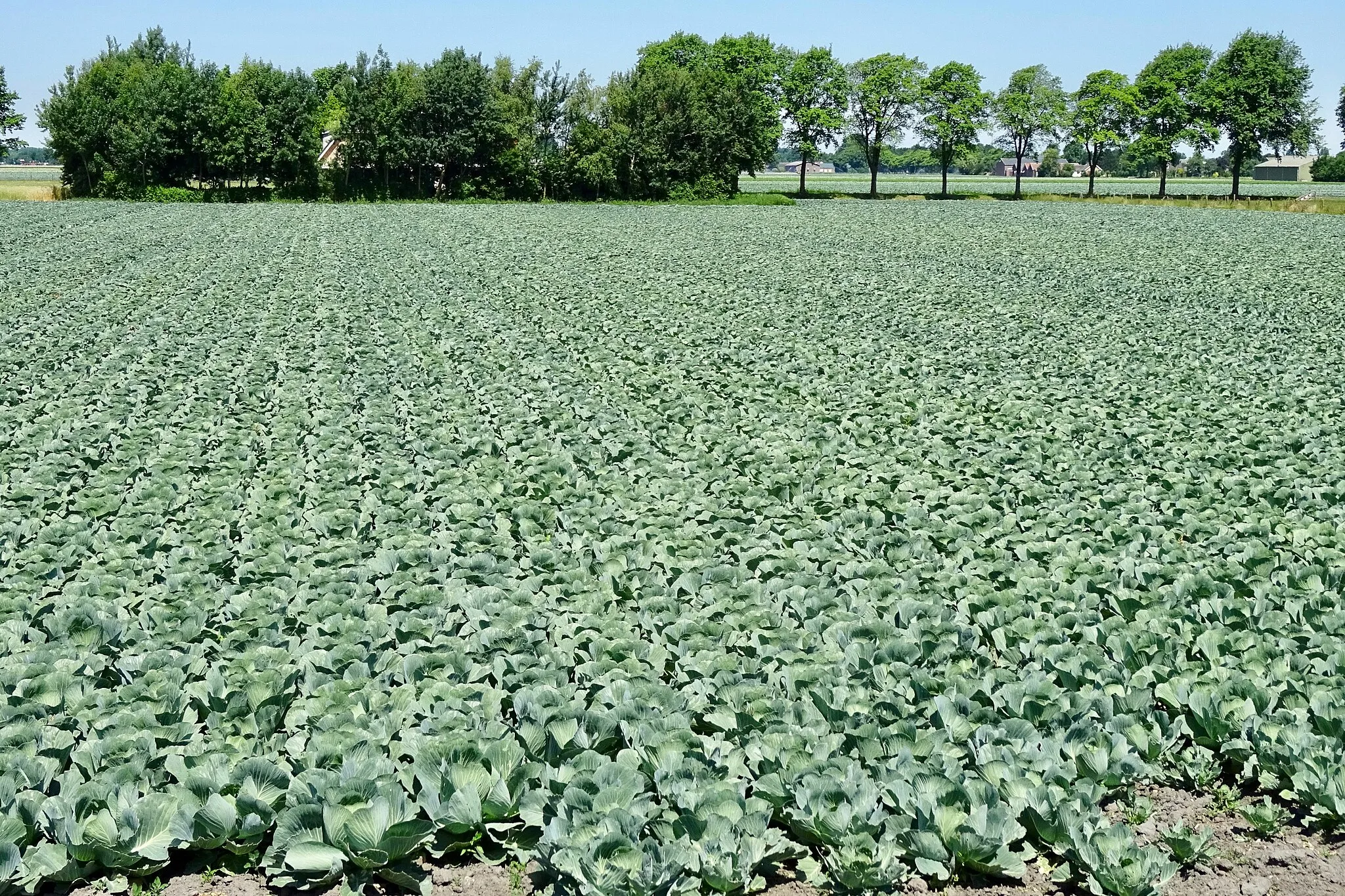 Photo showing: Koolveld in de Koogpolder nabij Oudkarspel