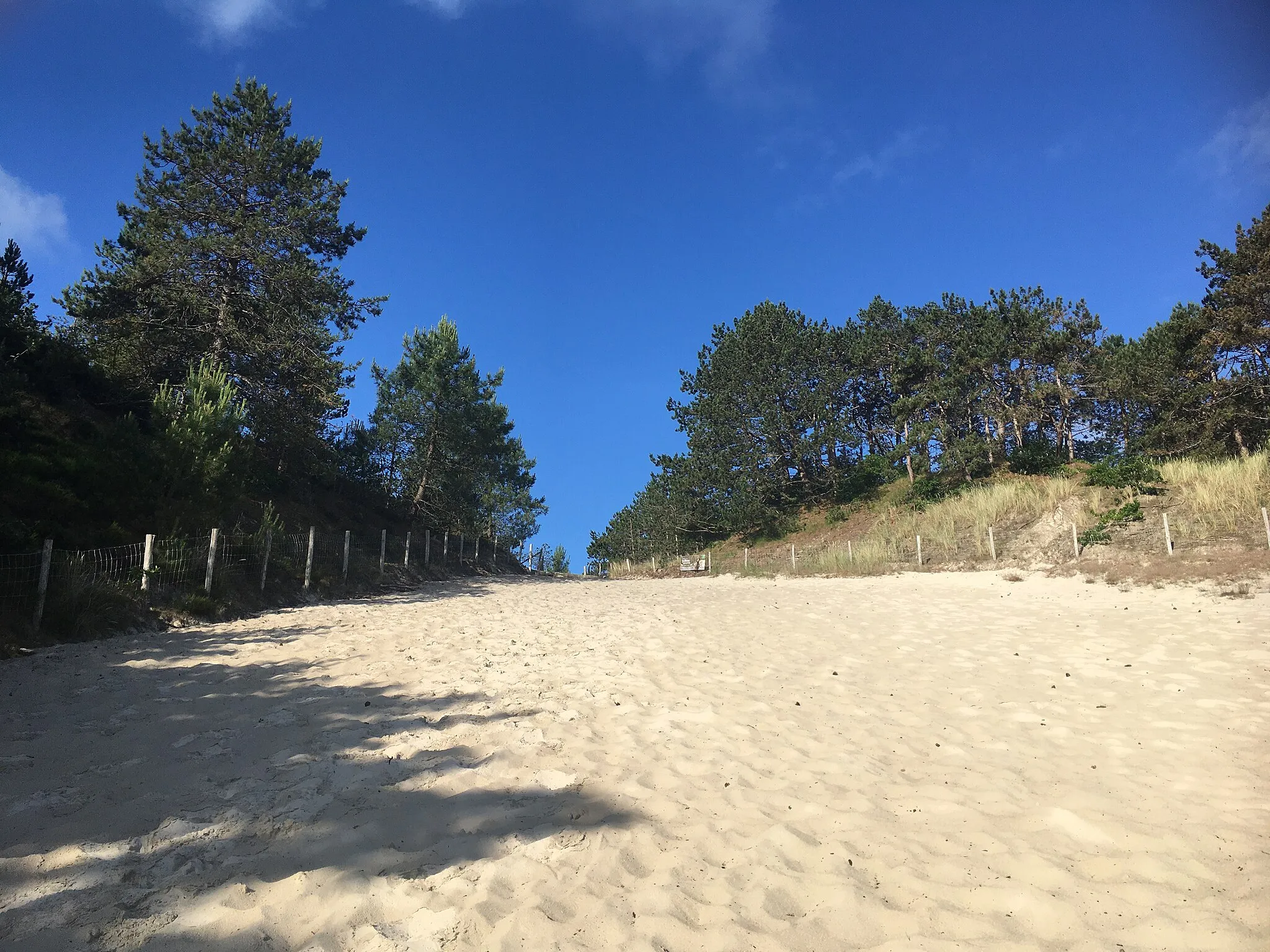 Photo showing: De duinen van Schoorl, aan het begin is er zand en als je meer naar boven kijkt zie je bomen en blauwe lucht.