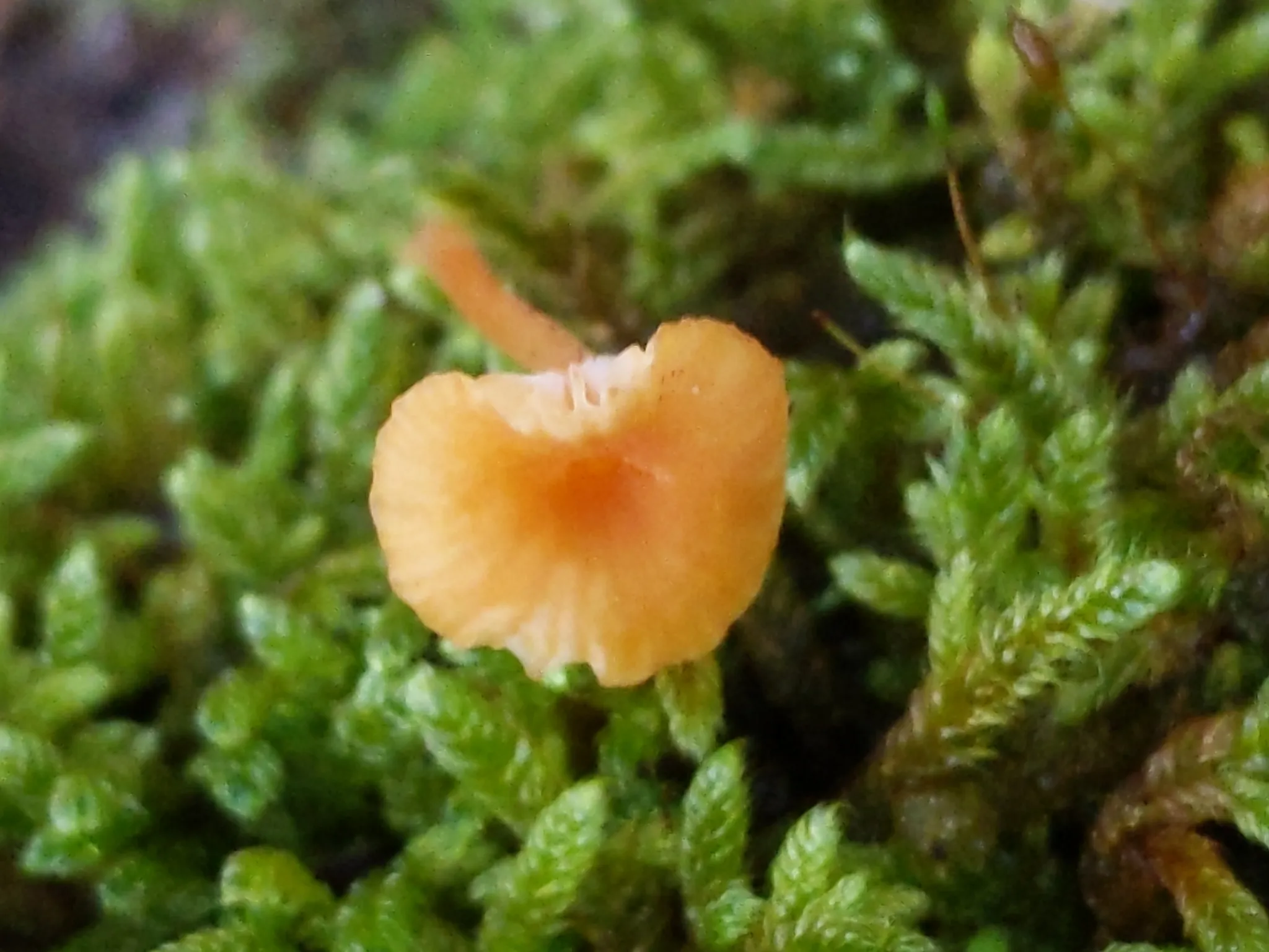 Photo showing: Orange Moss Agaric (Rickenella fibula)