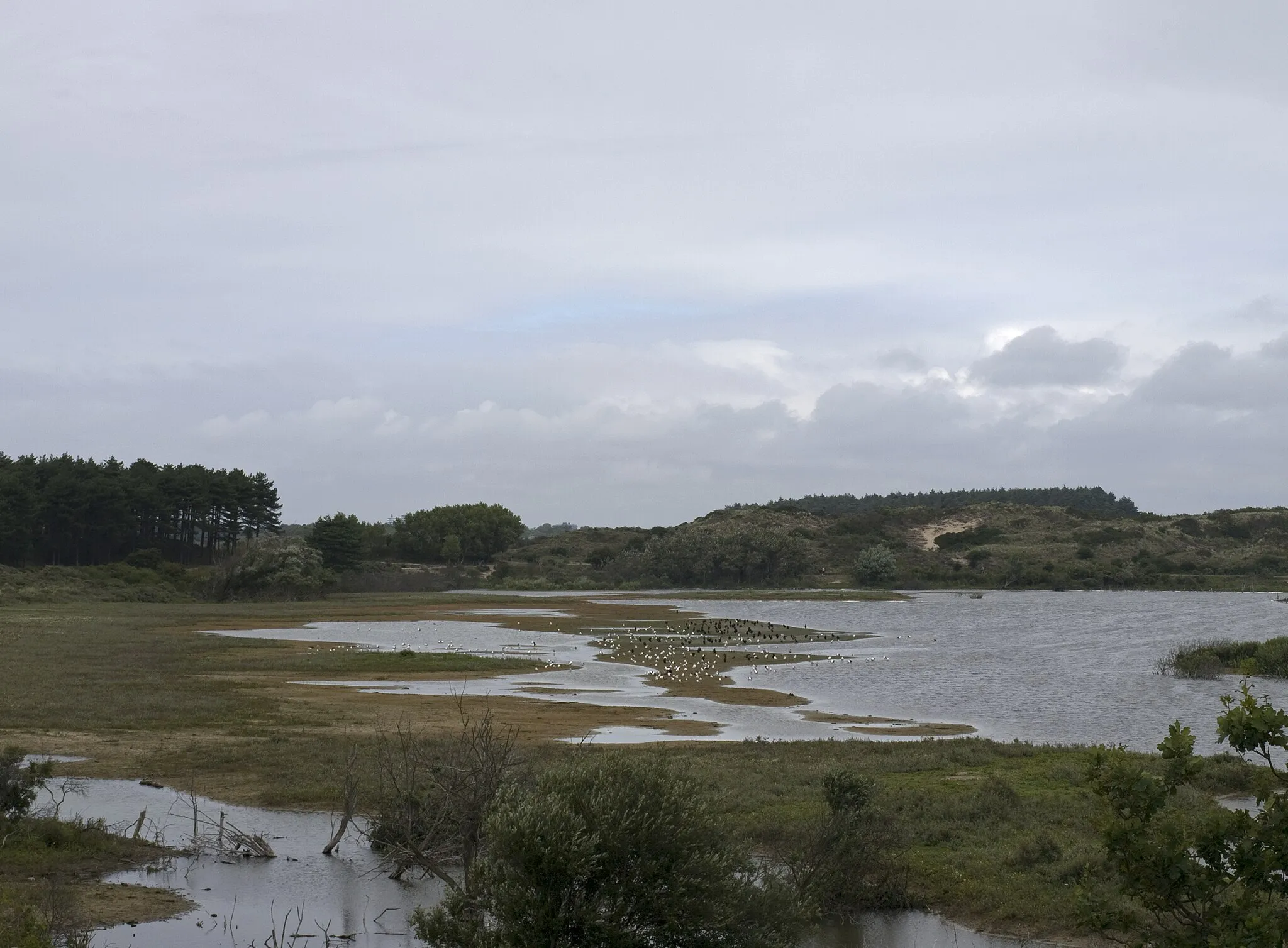 Photo showing: Het Vogelmeer, NP Zuid-Kennemerland. A bird refuge.