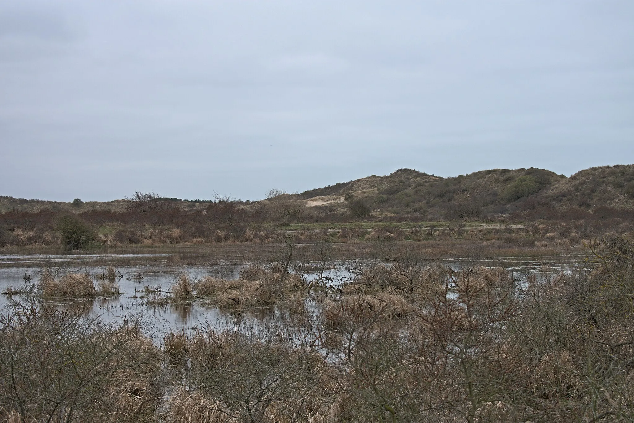 Photo showing: Seasonal lake west of Hazenberg, Kennemerduinen, Zuid-Kennemerland, North Holland, the Netherlands