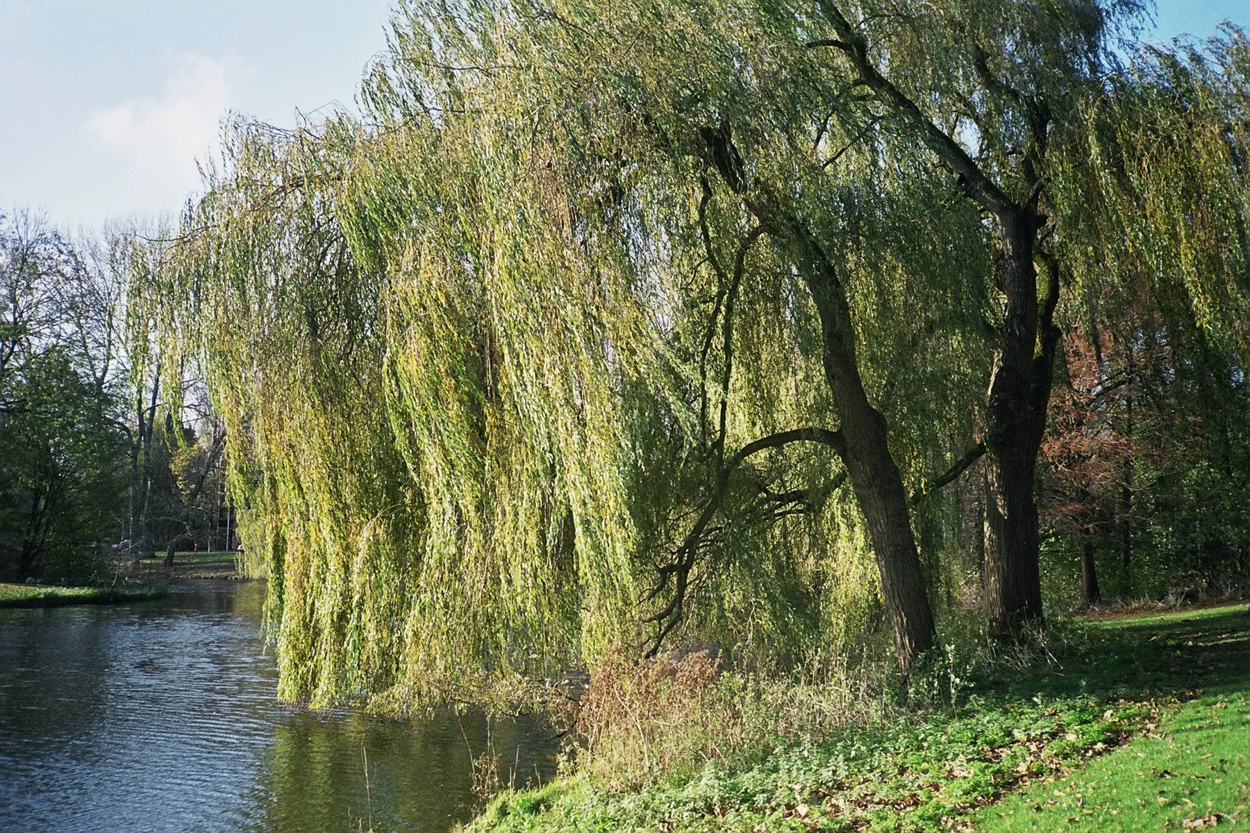 Photo showing: A Weeping willow (Salix babylonica) in Baanakkerspark, Amsterdam-Noord.