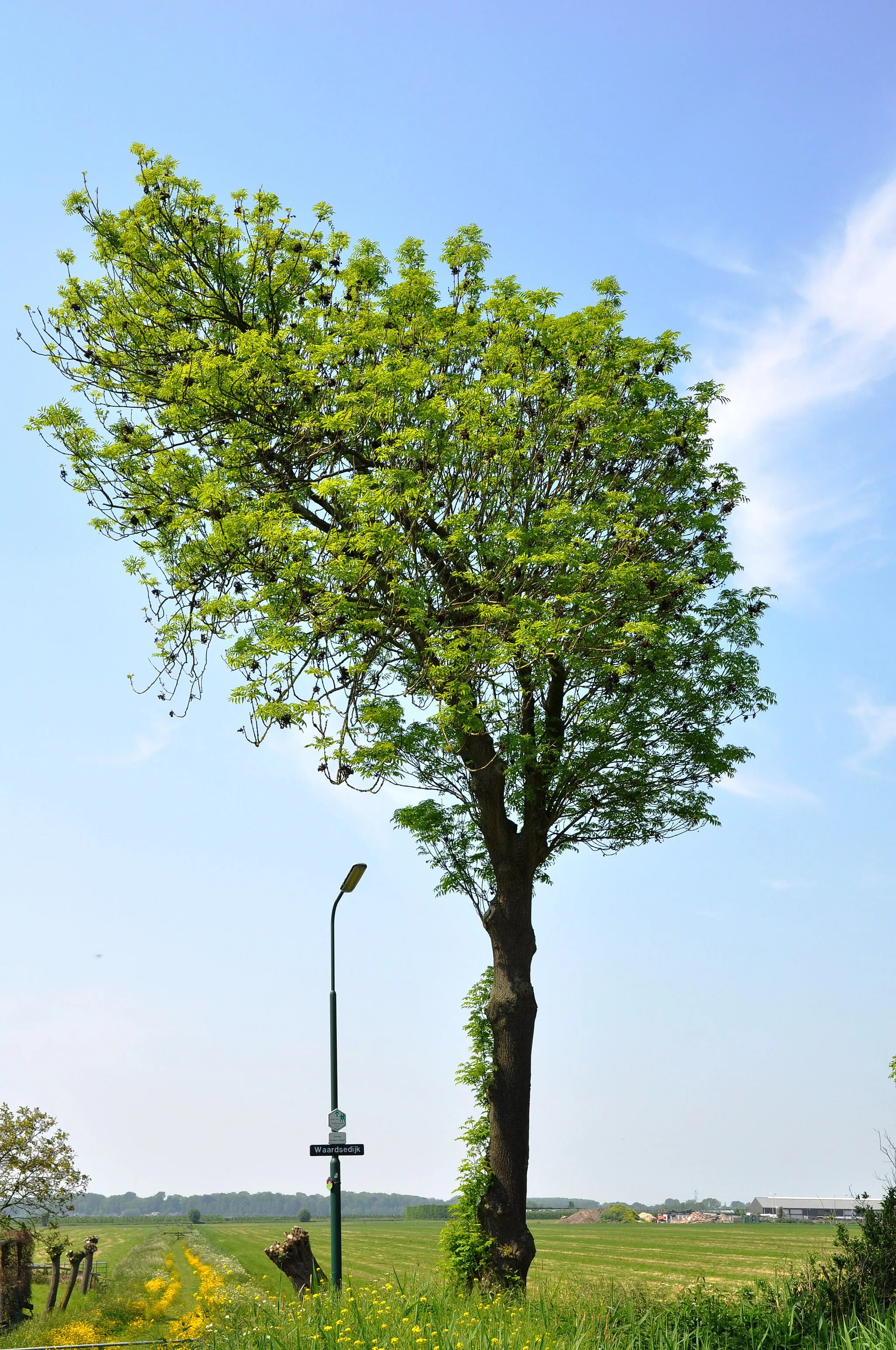 Photo showing: Karakteristieke boom aan de Waardsedijk in Montfoort.