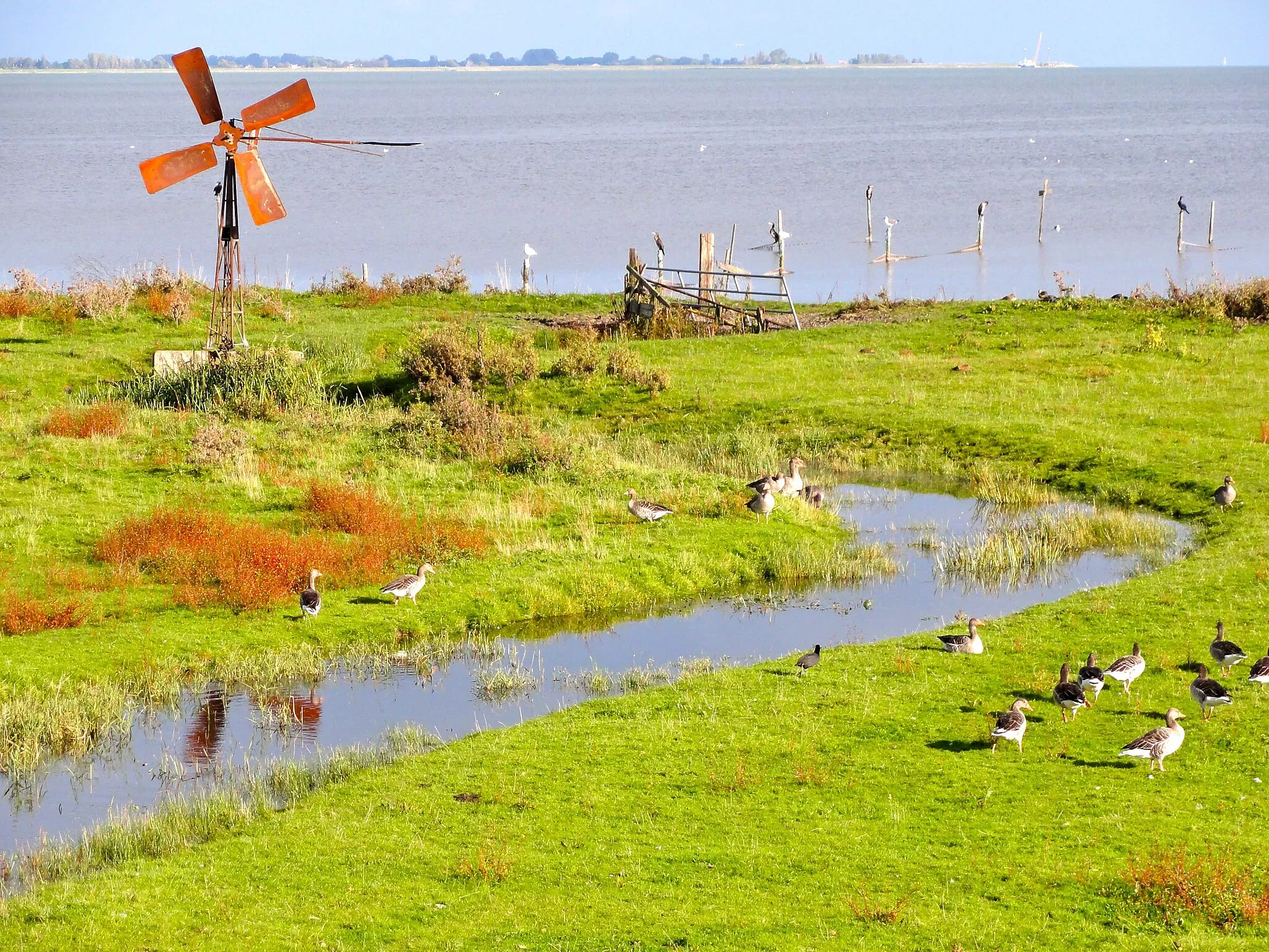 Photo showing: Natuurgebied de Hulk aan het Hoornse Hop