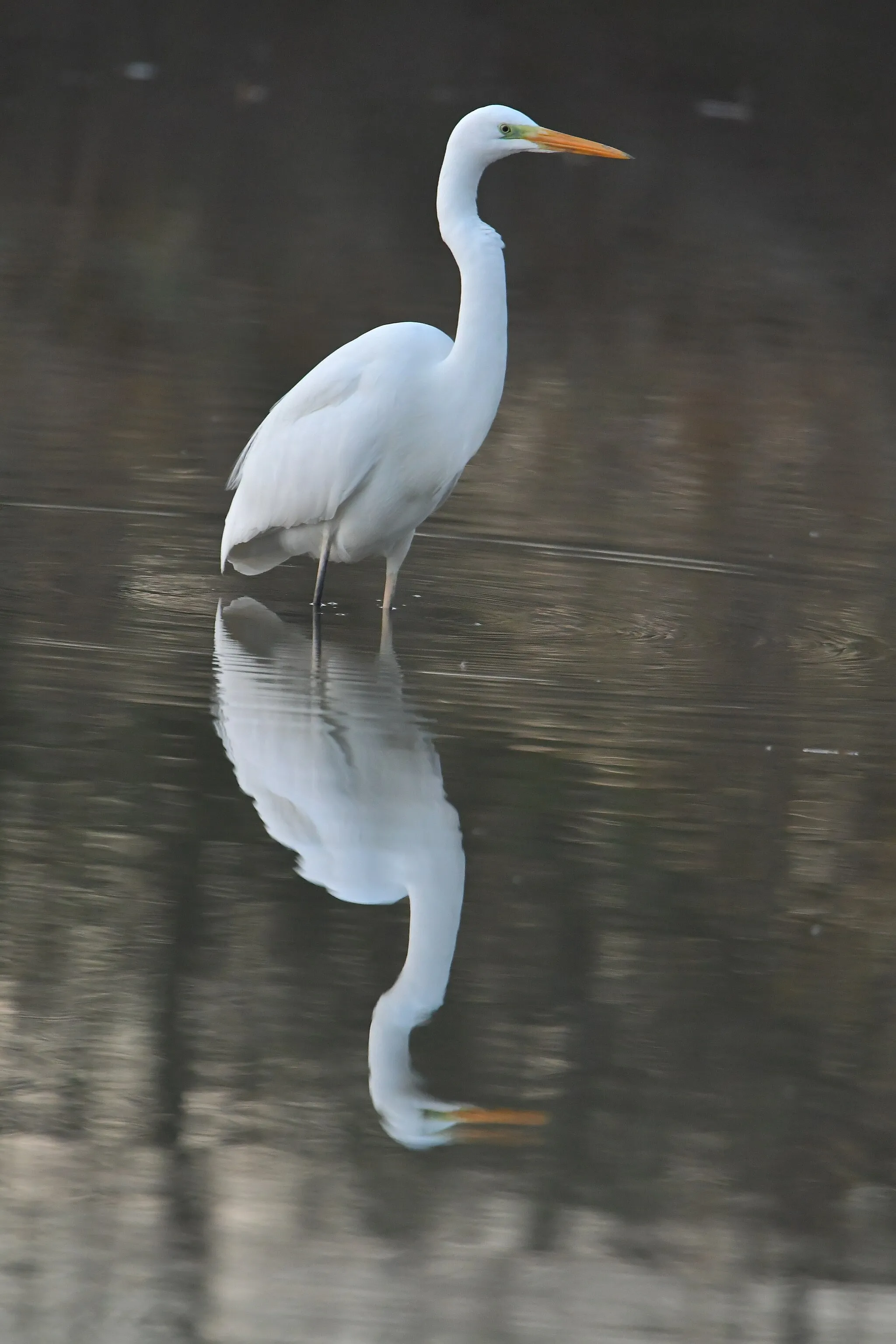 Photo showing: Grote Zilverreiger (Ardea alba) gefotografeerd in de Oostvaarders Plassen bij Lelystad in Nederland.