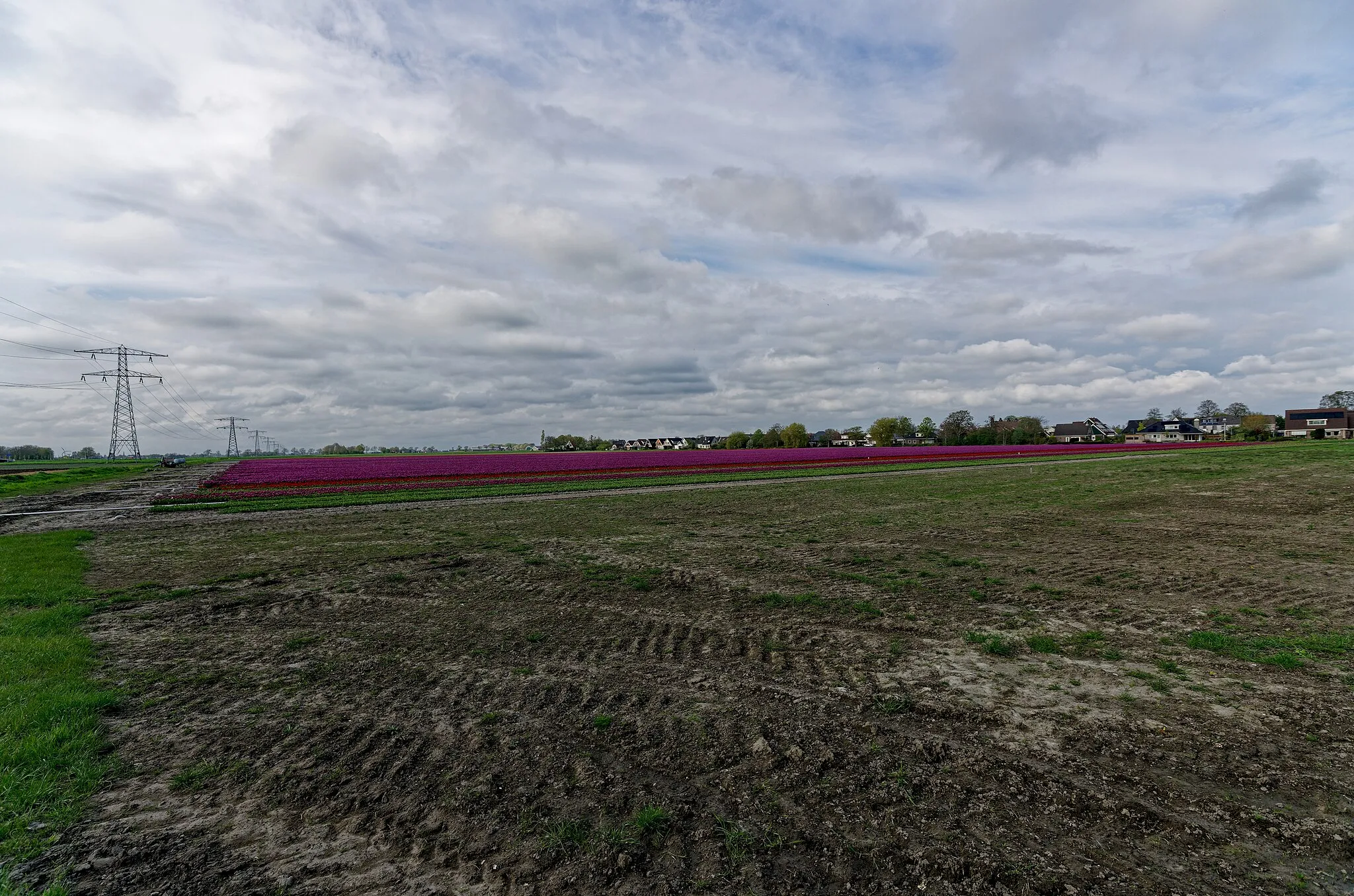 Photo showing: Hollands Kroon - 't Veld - Rijdersstraat - Panorama View on Tulips 14