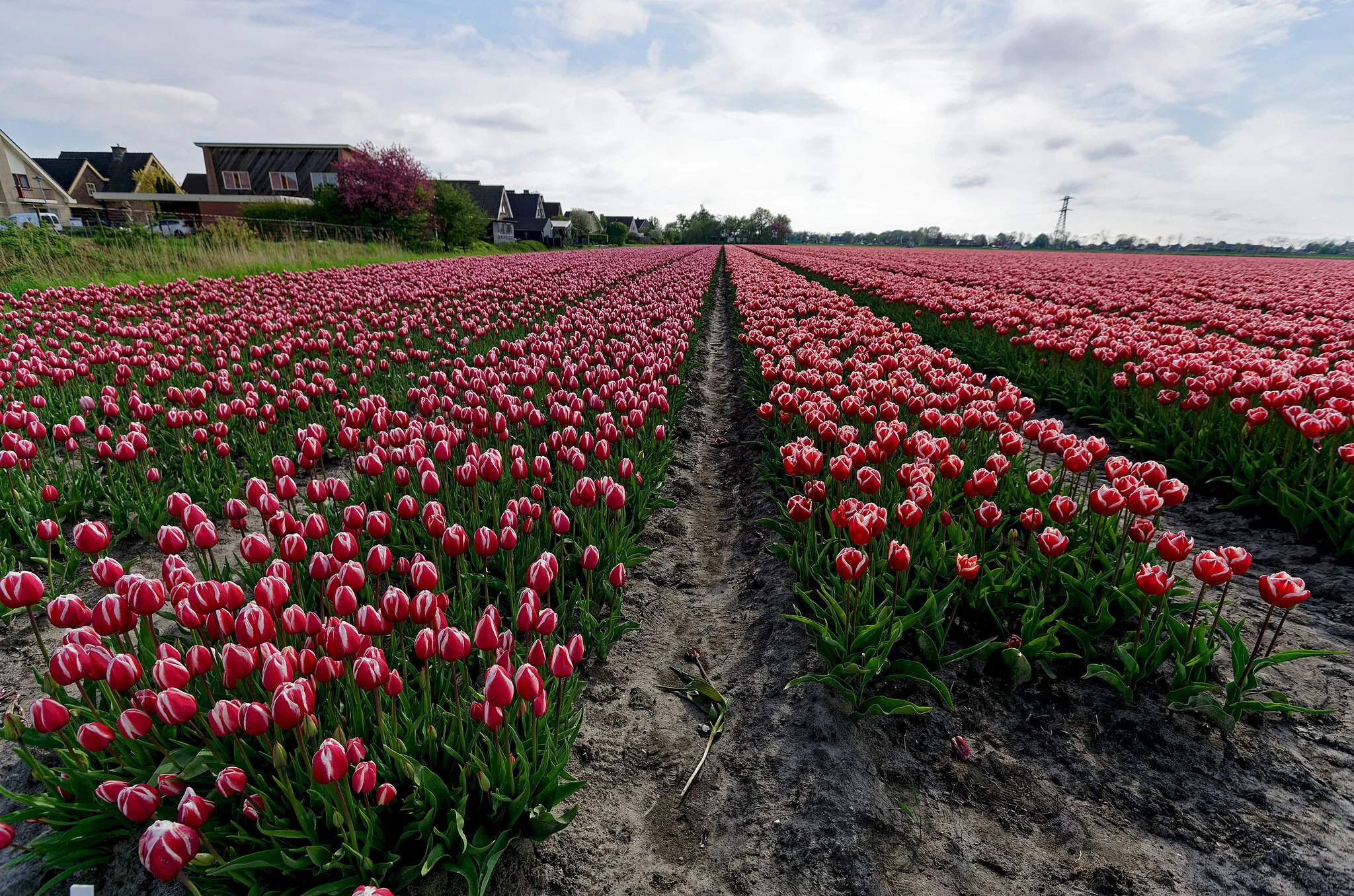 Photo showing: Hollands Kroon - 't Veld - Zwarteweg - Panorama View on Tulips 6