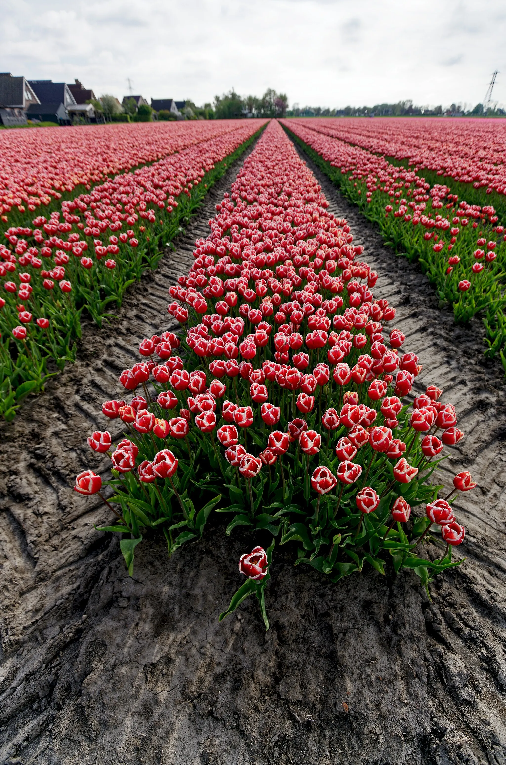 Photo showing: Hollands Kroon - 't Veld - Zwarteweg - Panorama View on Tulips 5