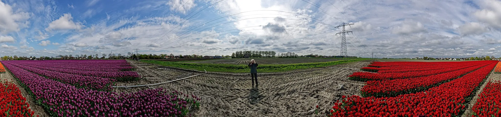 Photo showing: Hollands Kroon - 't Veld - Rijdersstraat - Panorama View of Tulips 6 - 360°