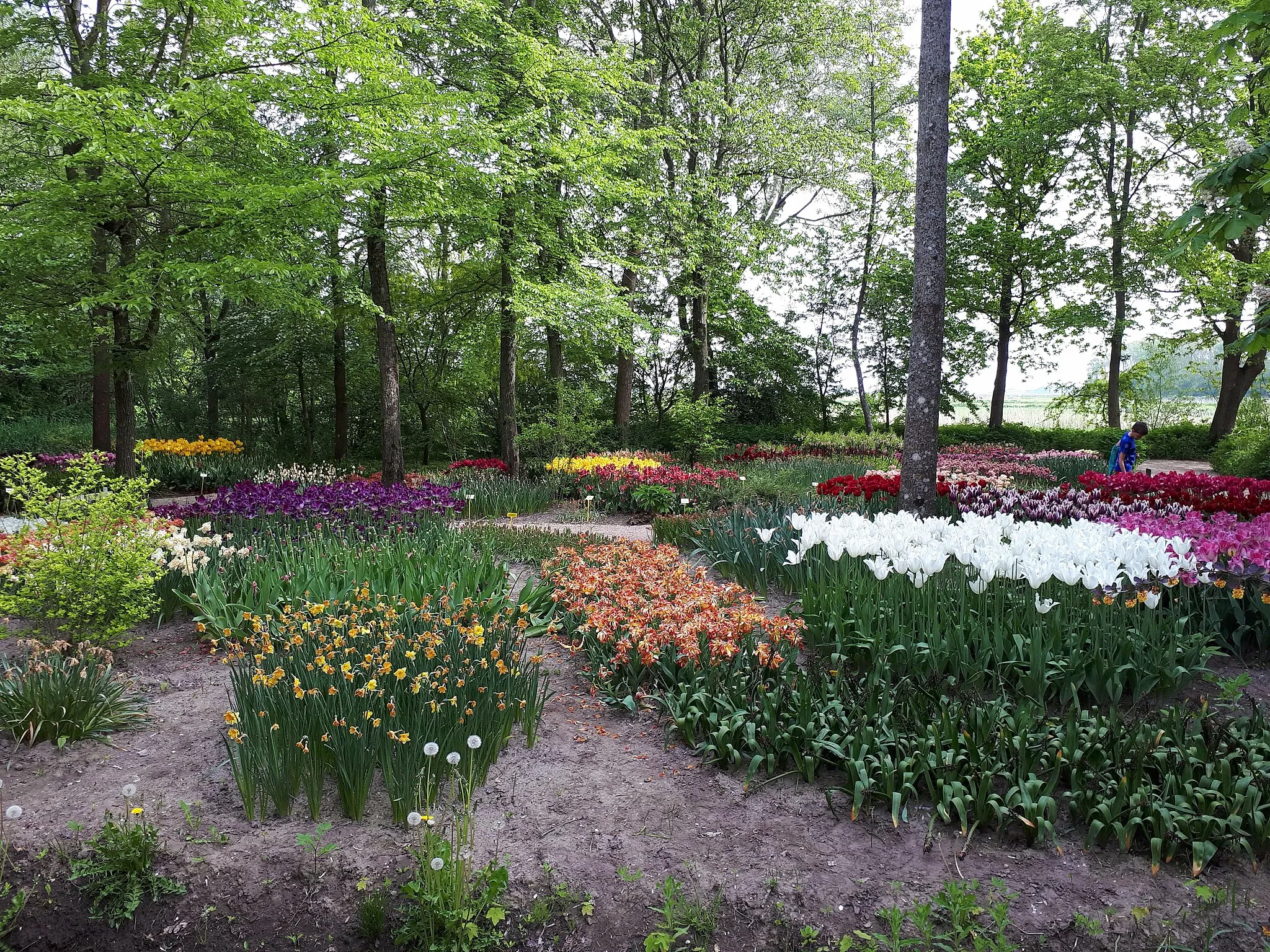 Photo showing: Poldertuin (Anna Paulowna)