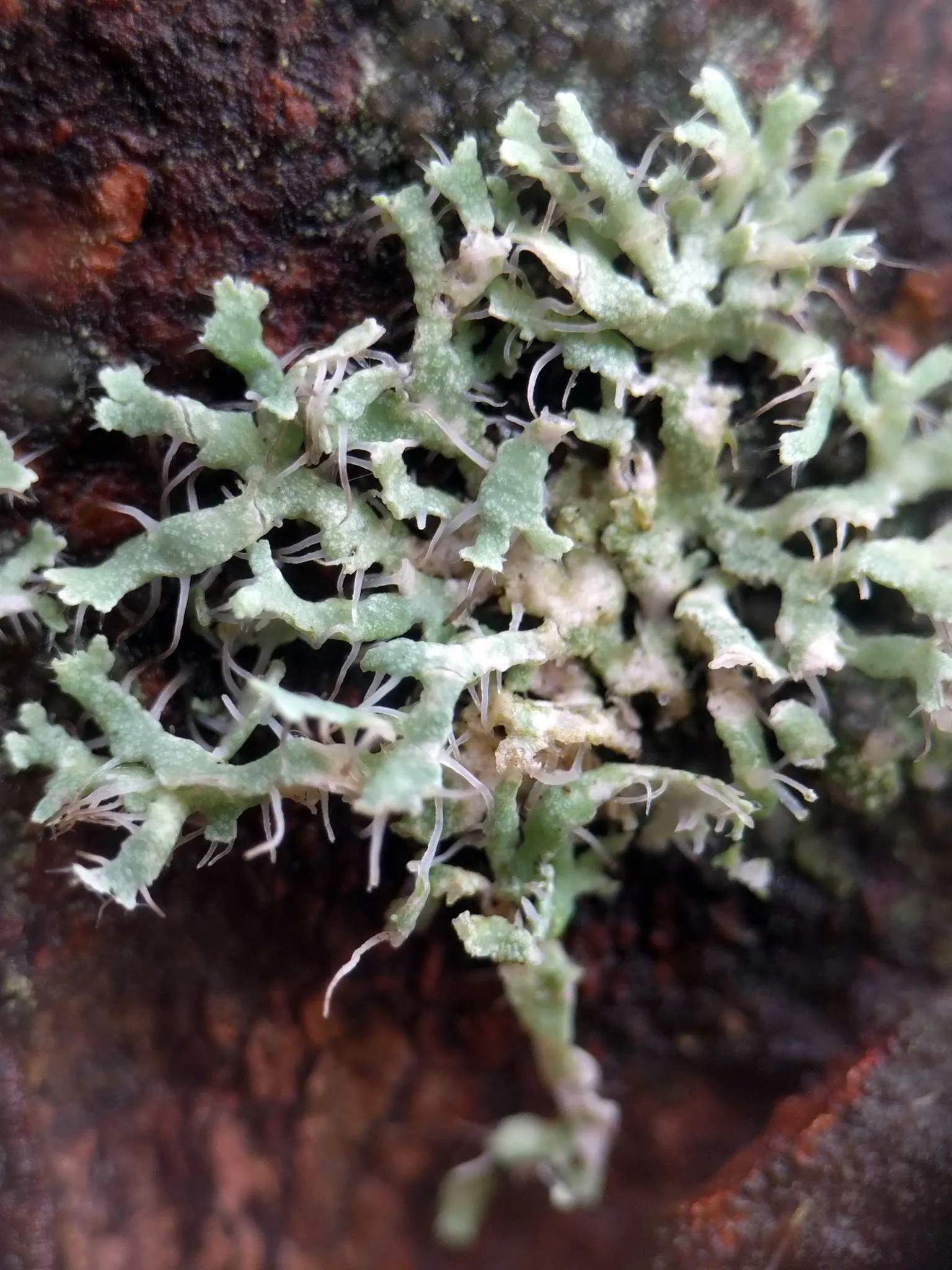 Photo showing: Hooded Rosette Lichen (Physcia adscendens)