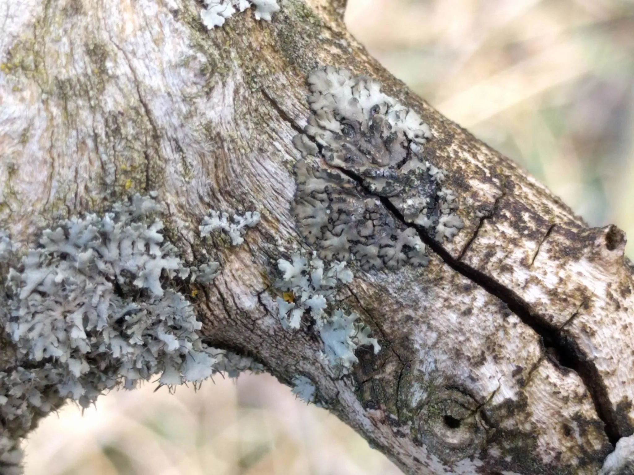 Photo showing: Mealy Shadow Lichen (Phaeophyscia orbicularis)