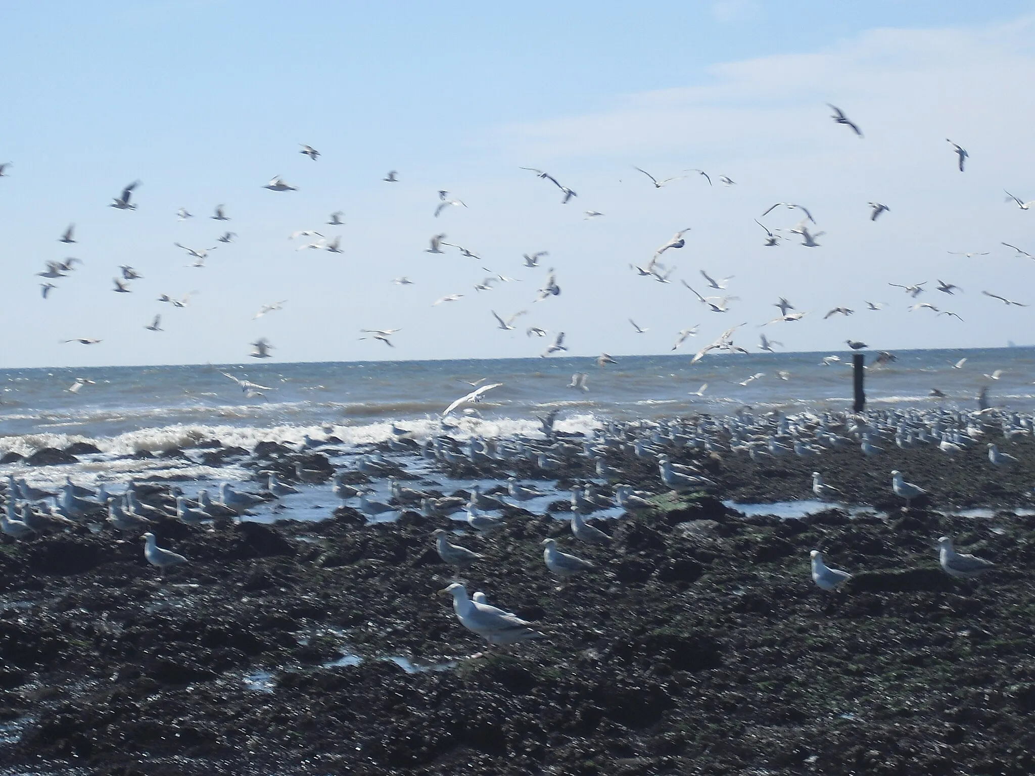 Photo showing: Seagulls waiting for the tide at Dutch Sea Coast