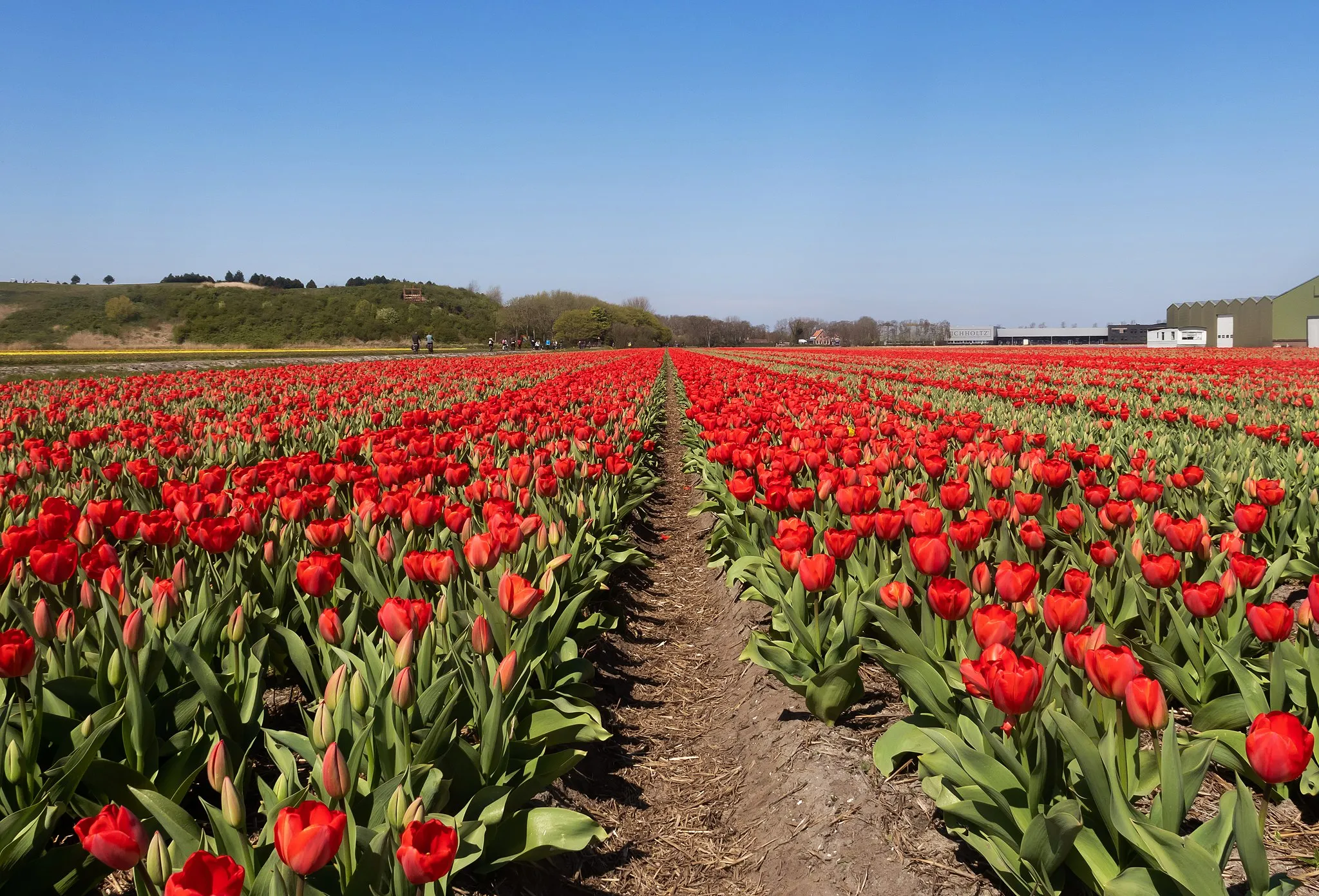 Photo showing: Halfweg, red tulip fields