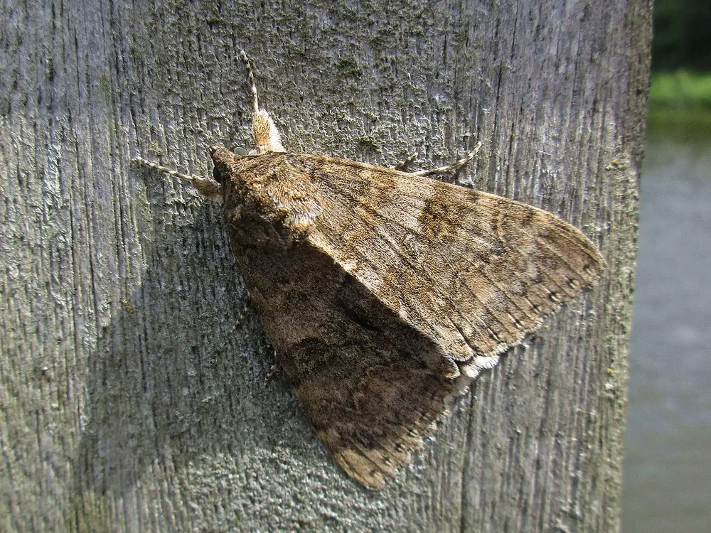 Photo showing: Catocala nupta (Erebidae) - (imago), Alkmaar - Diepsmeerpolder, the Netherlands