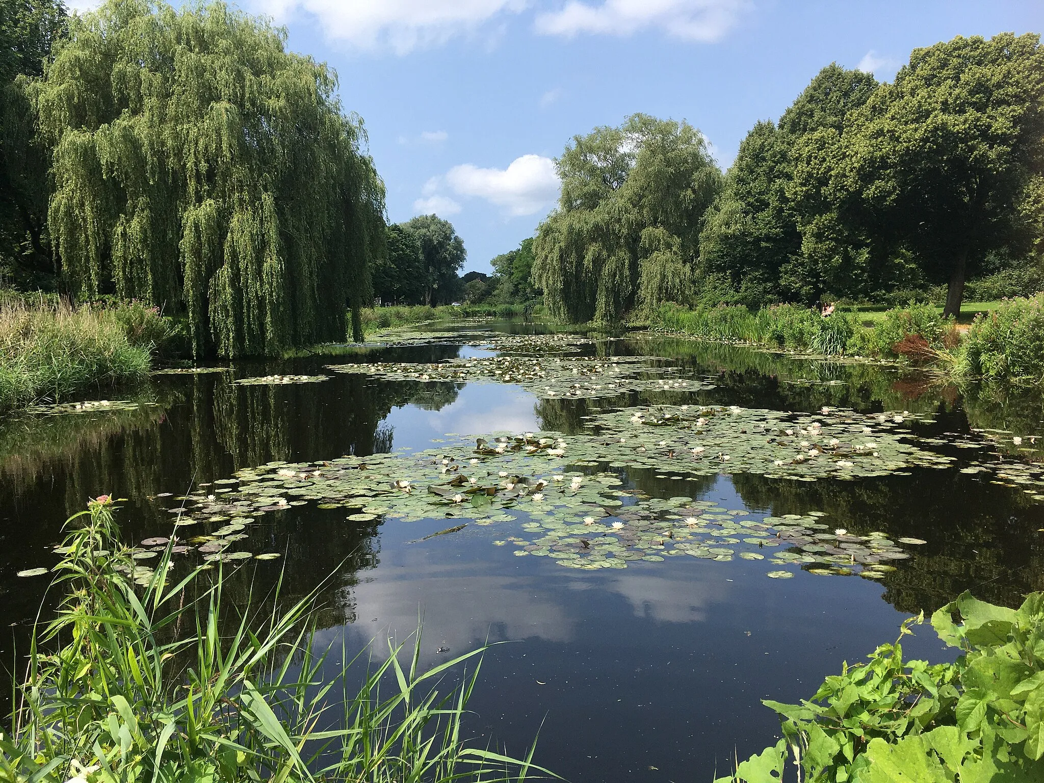 Photo showing: Een park in Alkmaar, de Oostrhout. In het water zijn waterlelies en aan beide kanten van het water staan bomen.