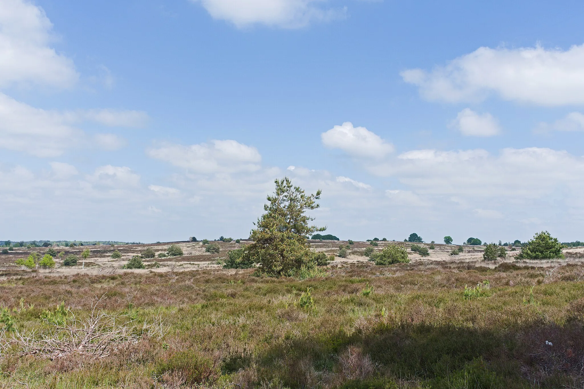 Photo showing: Haarlerberg, Sallandse Heuvelrug National Park, Overijssel, the Netherlands