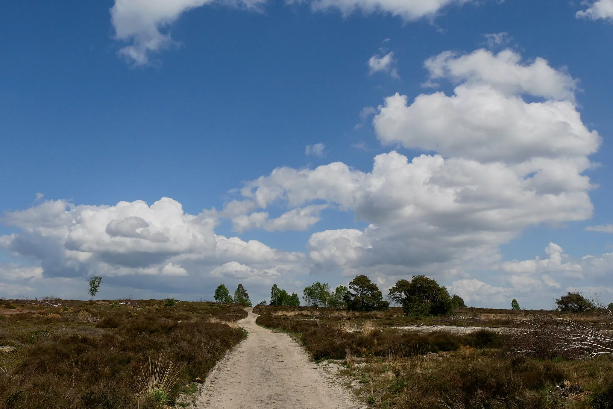 Photo showing: Wide open space of the Holterberg heath on a sunny day