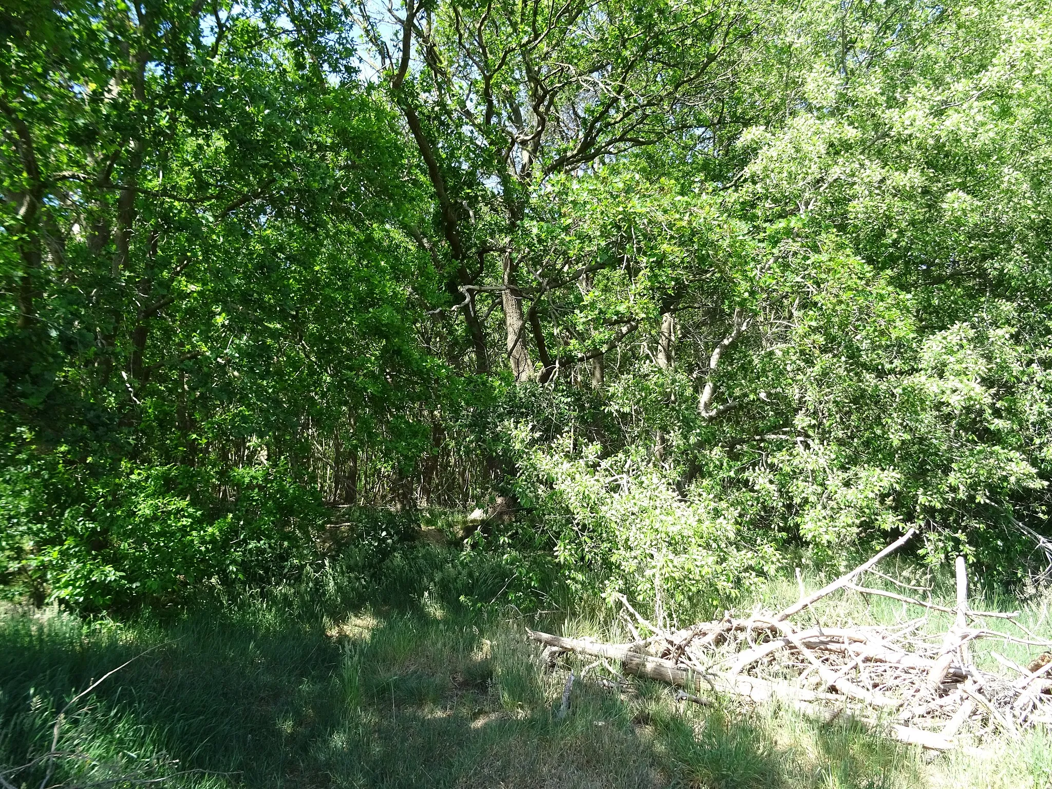 Photo showing: A view of Arriën, Overijssel, the Netherlands in May 2020