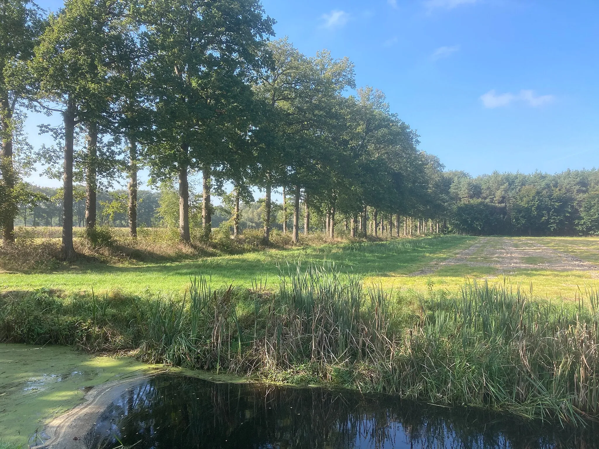 Photo showing: Autoweg Schoonhoven Bos Landgoed Het Rechtuit