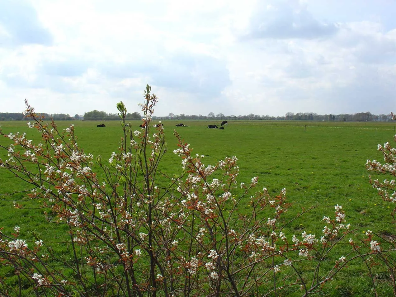 Photo showing: het Anserveld (gemeente De Wolden)
