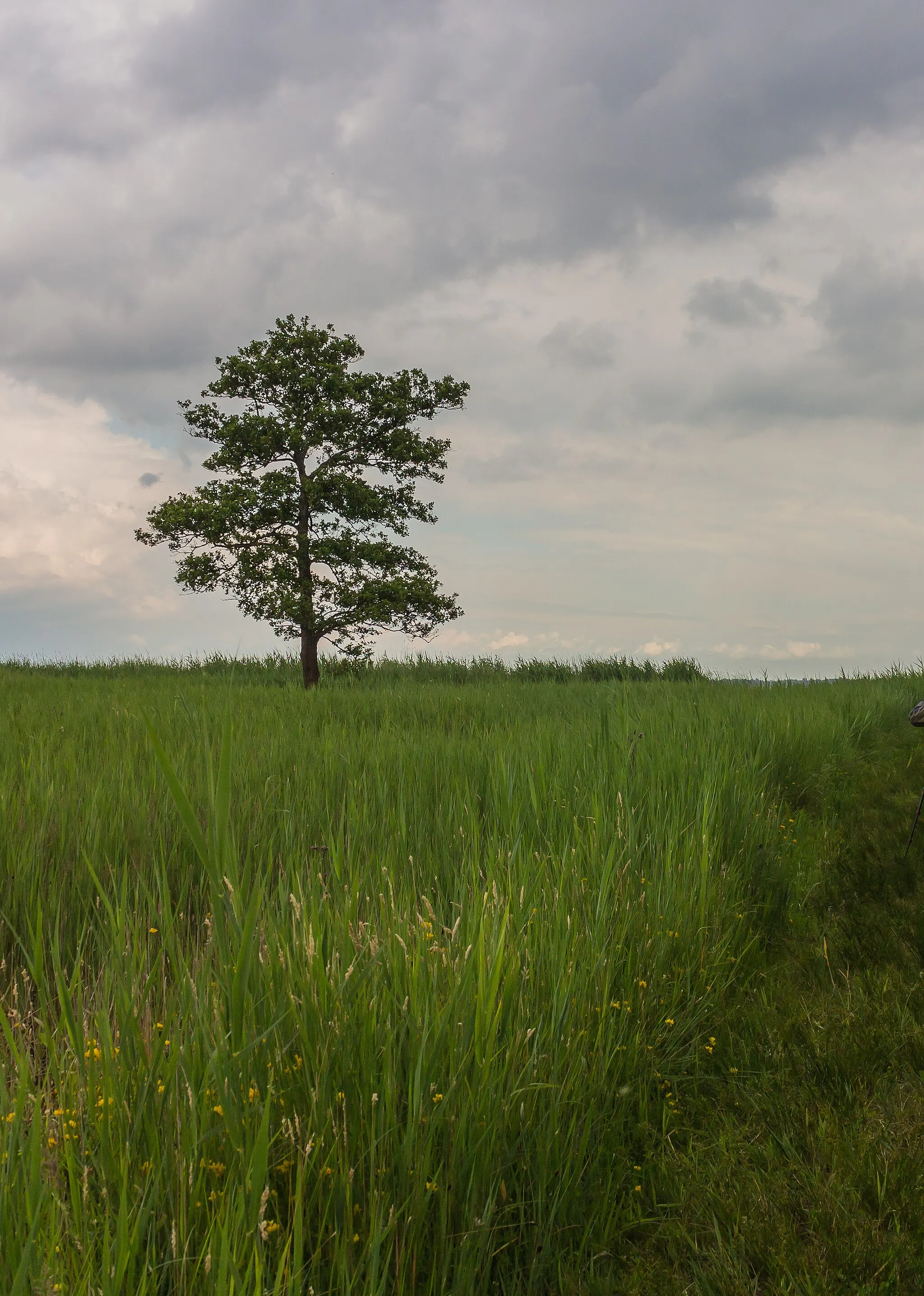 Photo showing: National Park Weerribben-Wieden. Laarzenpad through peat bog De Wieden. Lonely tree in a marshy wetland.