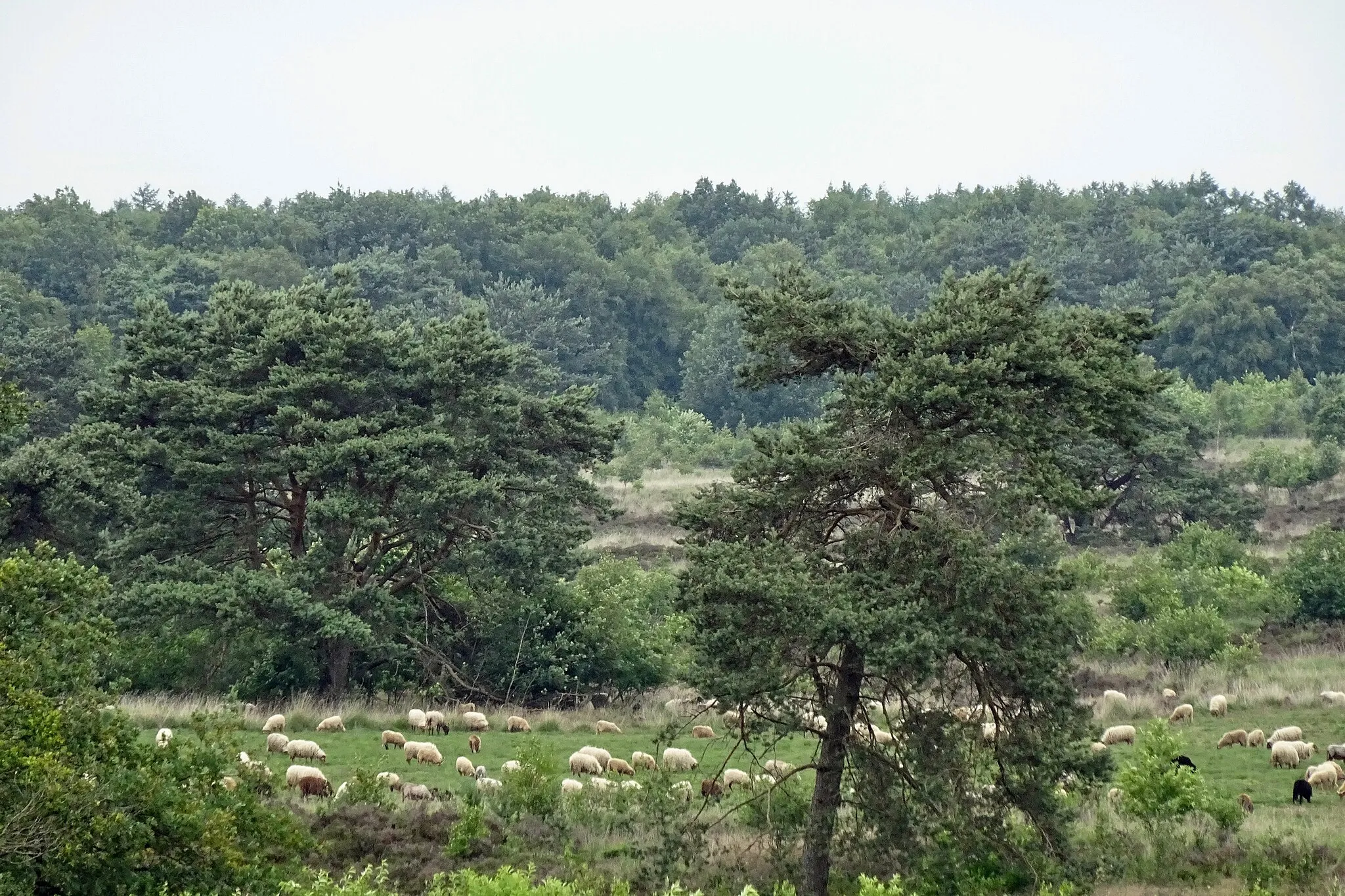 Photo showing: Zicht vanaf de Havelterberg