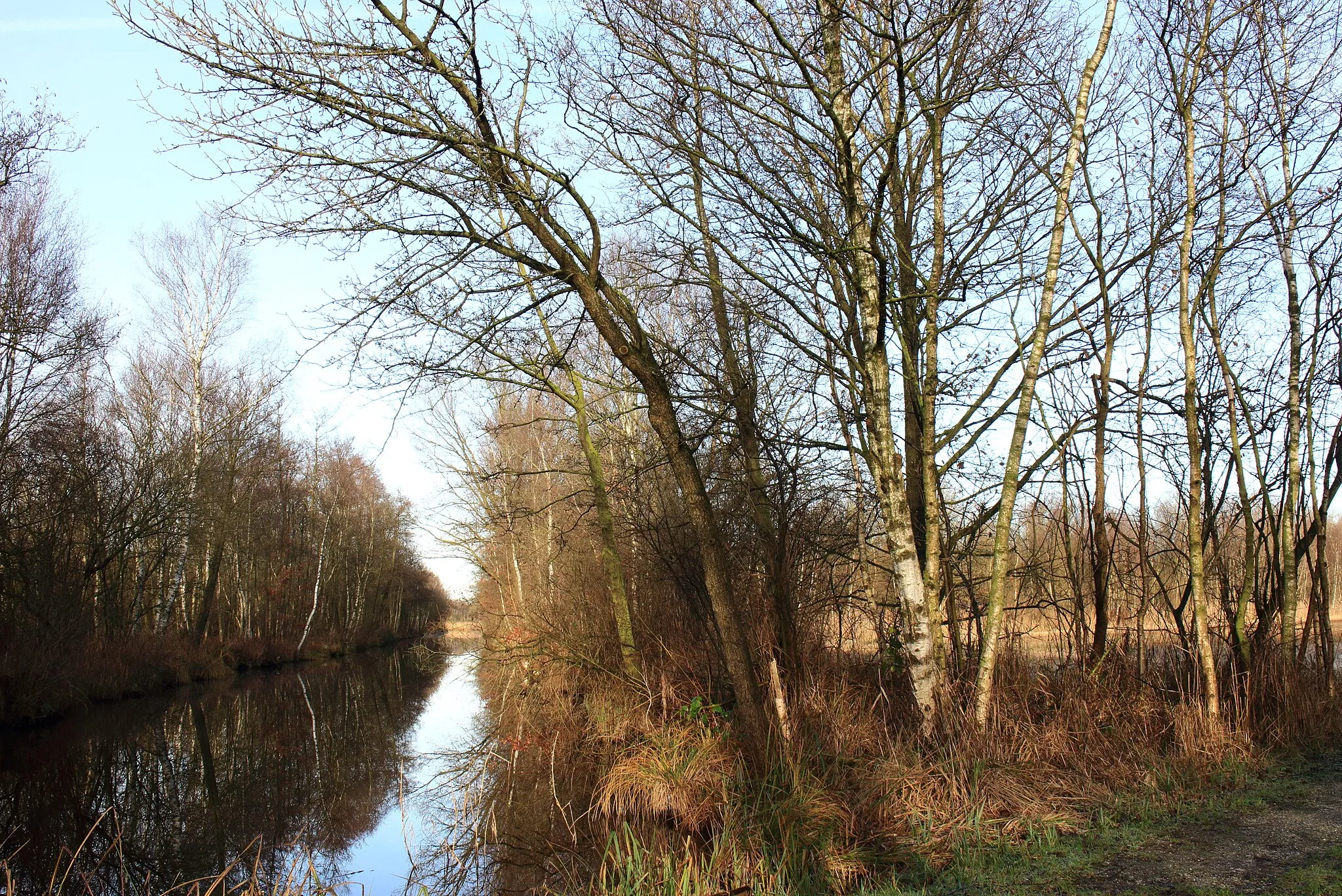 Photo showing: Weerribben Wieden. Ditch with birch (Betula).