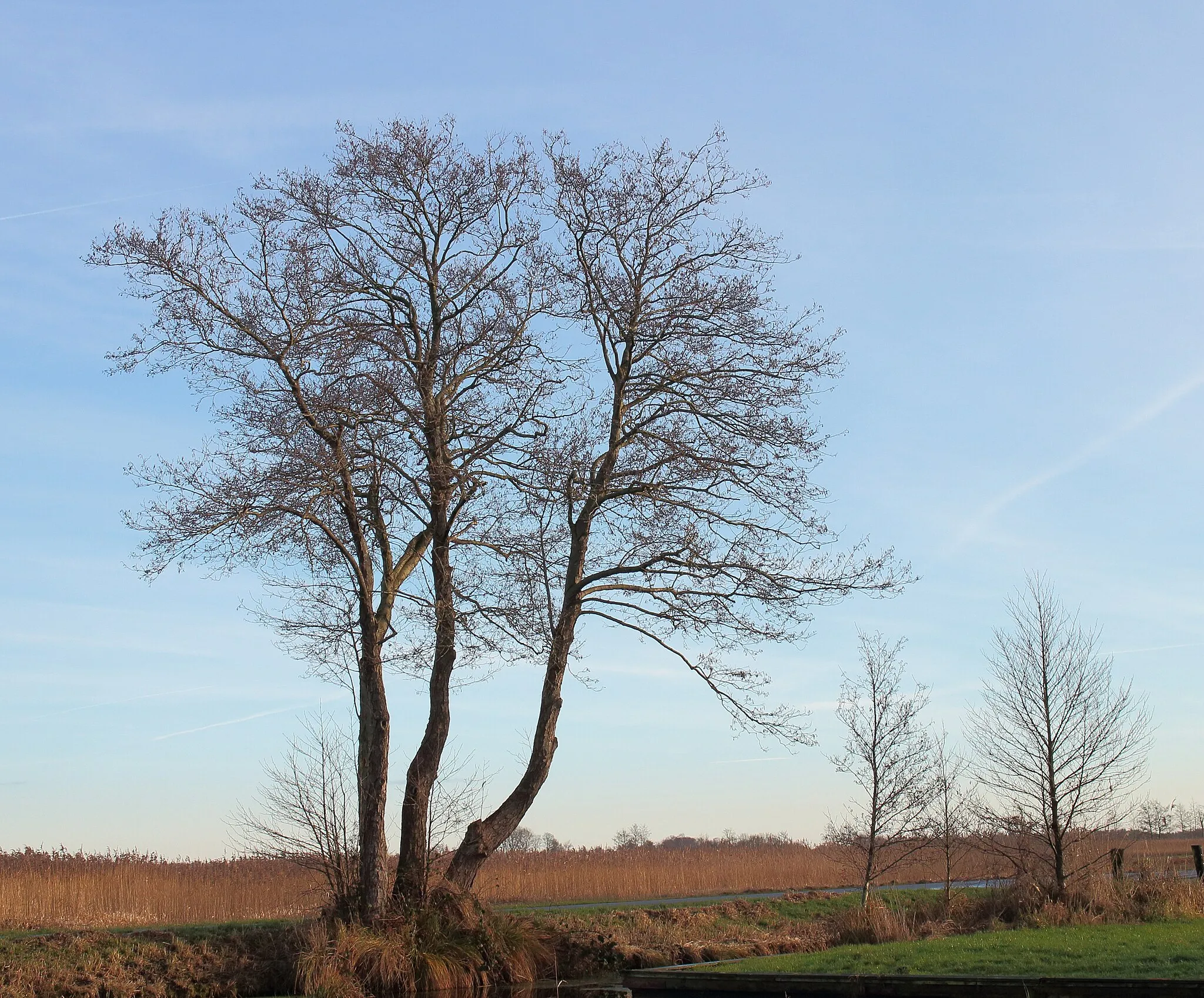 Photo showing: Weerribben Alder (Alnus) along road. Location National Park Weerribben.