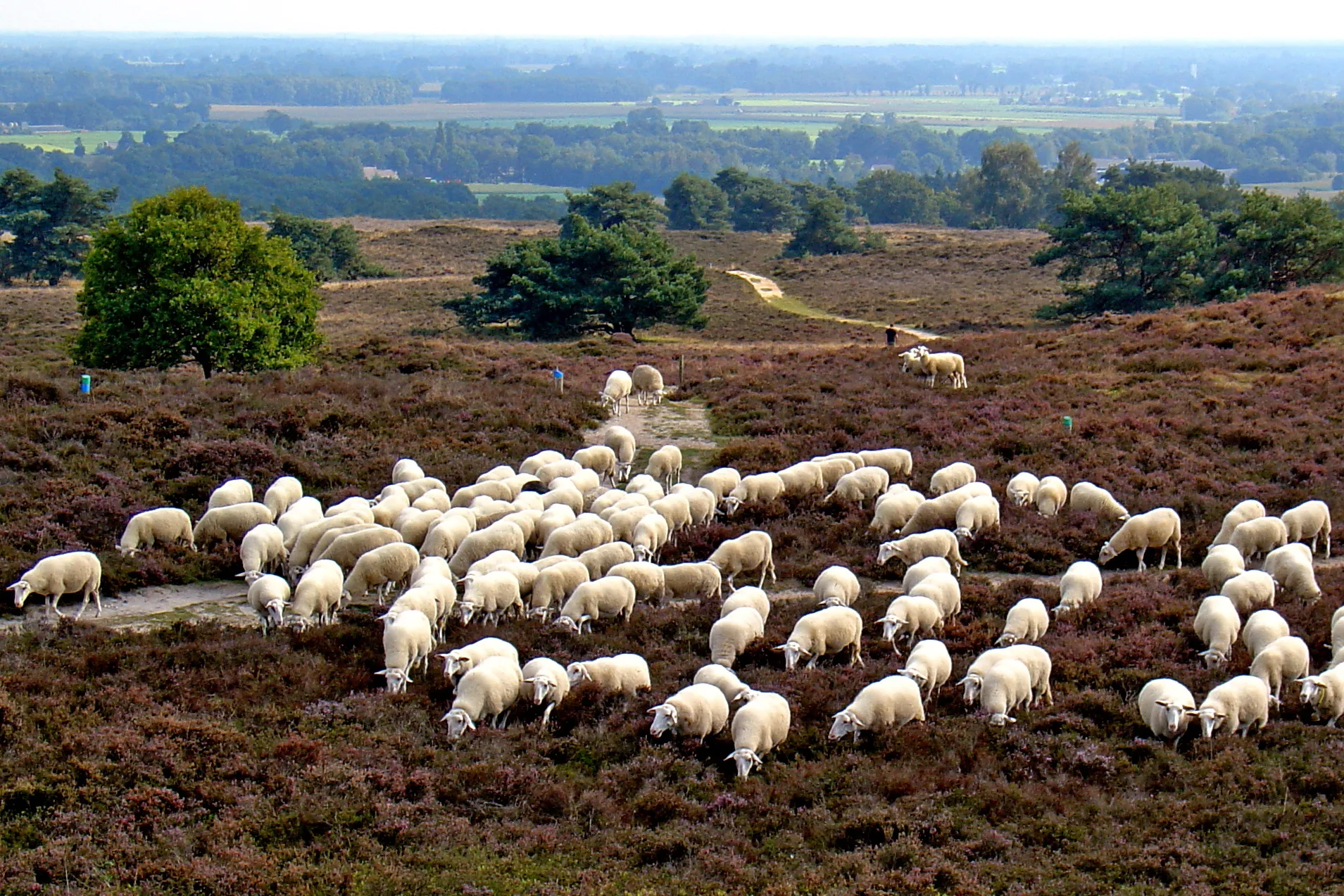 Photo showing: Schaapskudde op de Archemerberg nabij Lemele