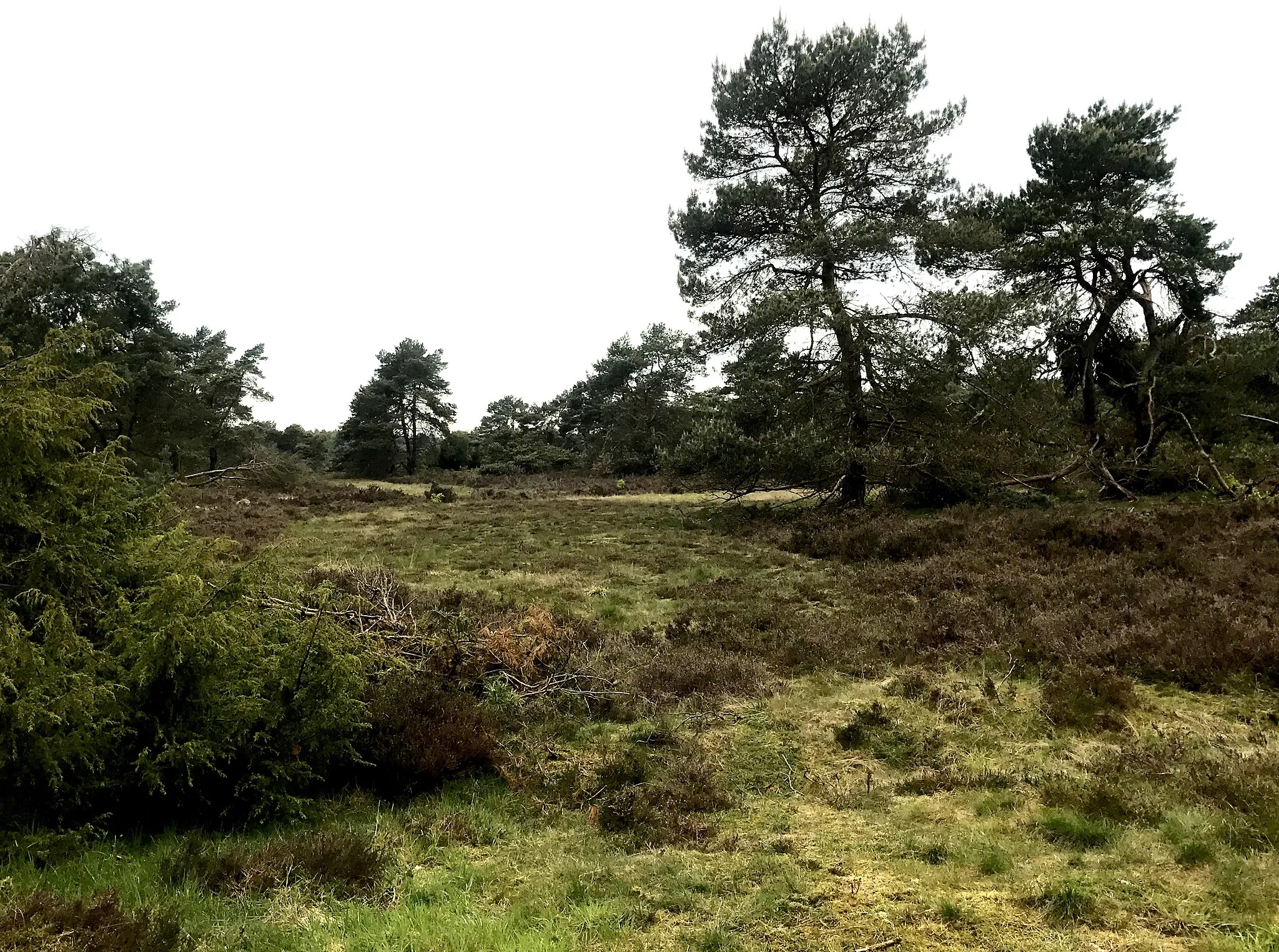Photo showing: Itterbecker Heide. One of the little wonderful nature areas in a not so well known part of Germany. Mainly visited by Dutch, who live actually more close by than many Germans