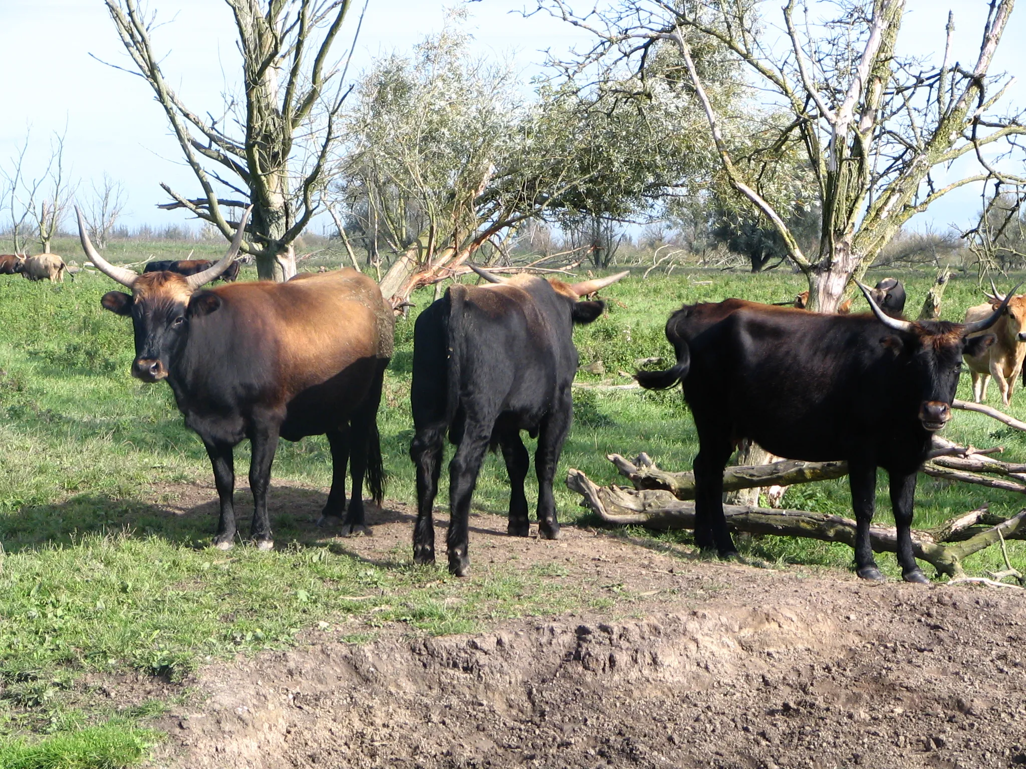 Photo showing: Eigen opname. GerardM

A Heck cattle group, in Oostvaardersplassen, a nature reserve in Netherlands.