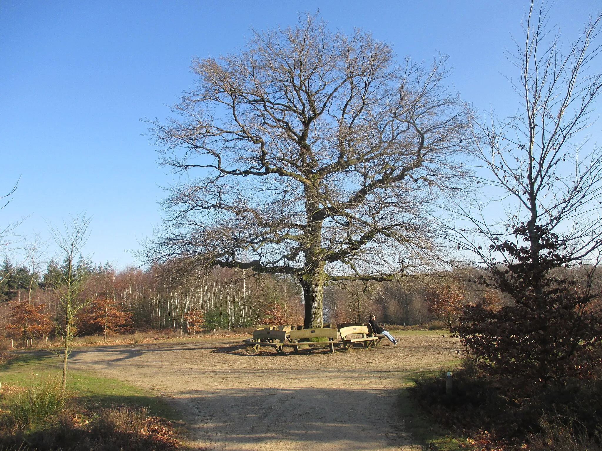 Photo showing: De eenzame (solitaire) eik op de Amerongse Berg