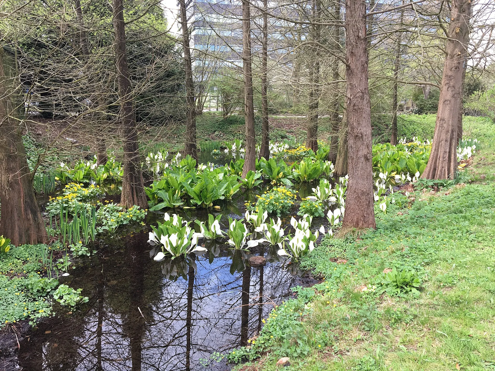 Photo showing: Botanische tuinen Utrecht