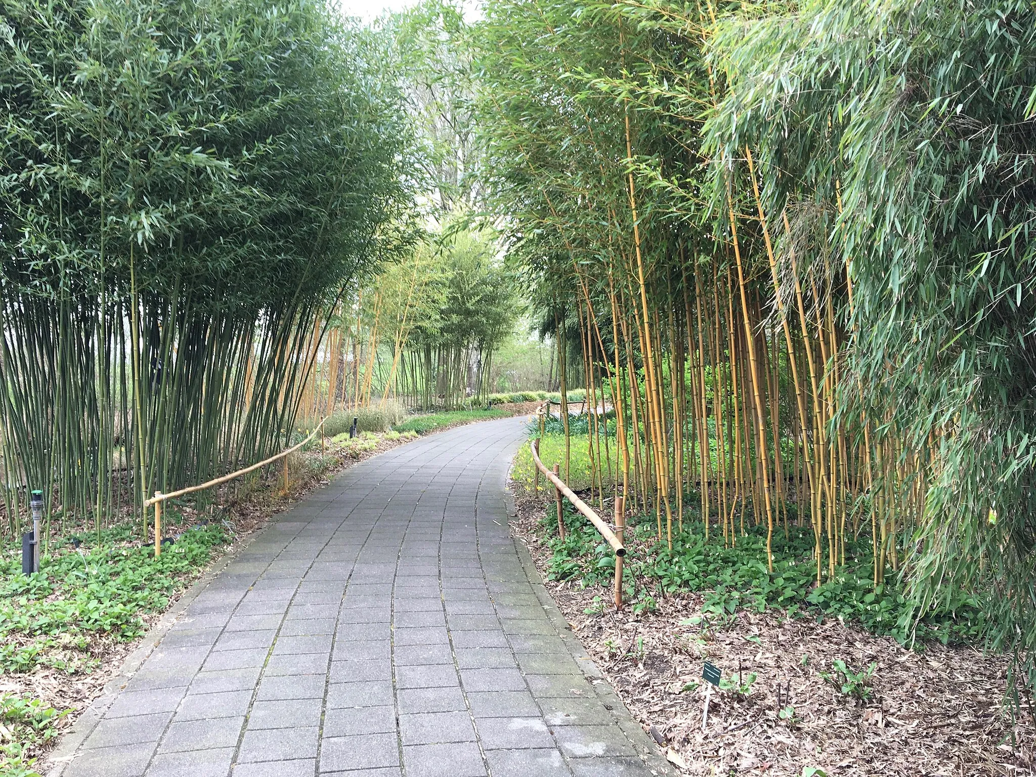 Photo showing: Botanische tuinen Utrecht