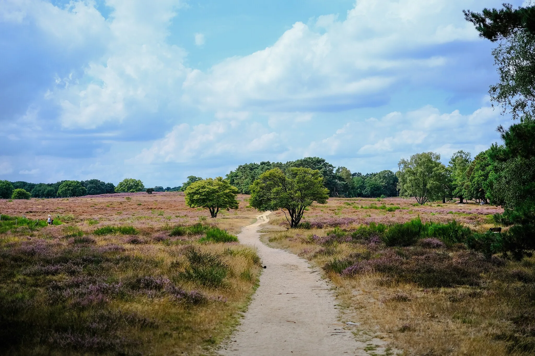 Photo showing: Wandelpad Tafelbergheide, Huizen NL