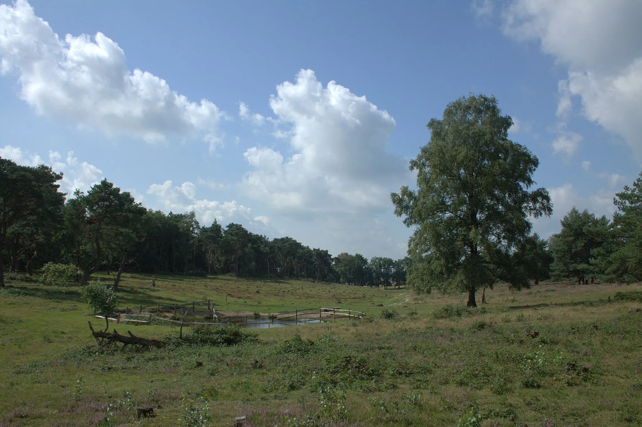 Photo showing: In het gebied Willem III bij Elst