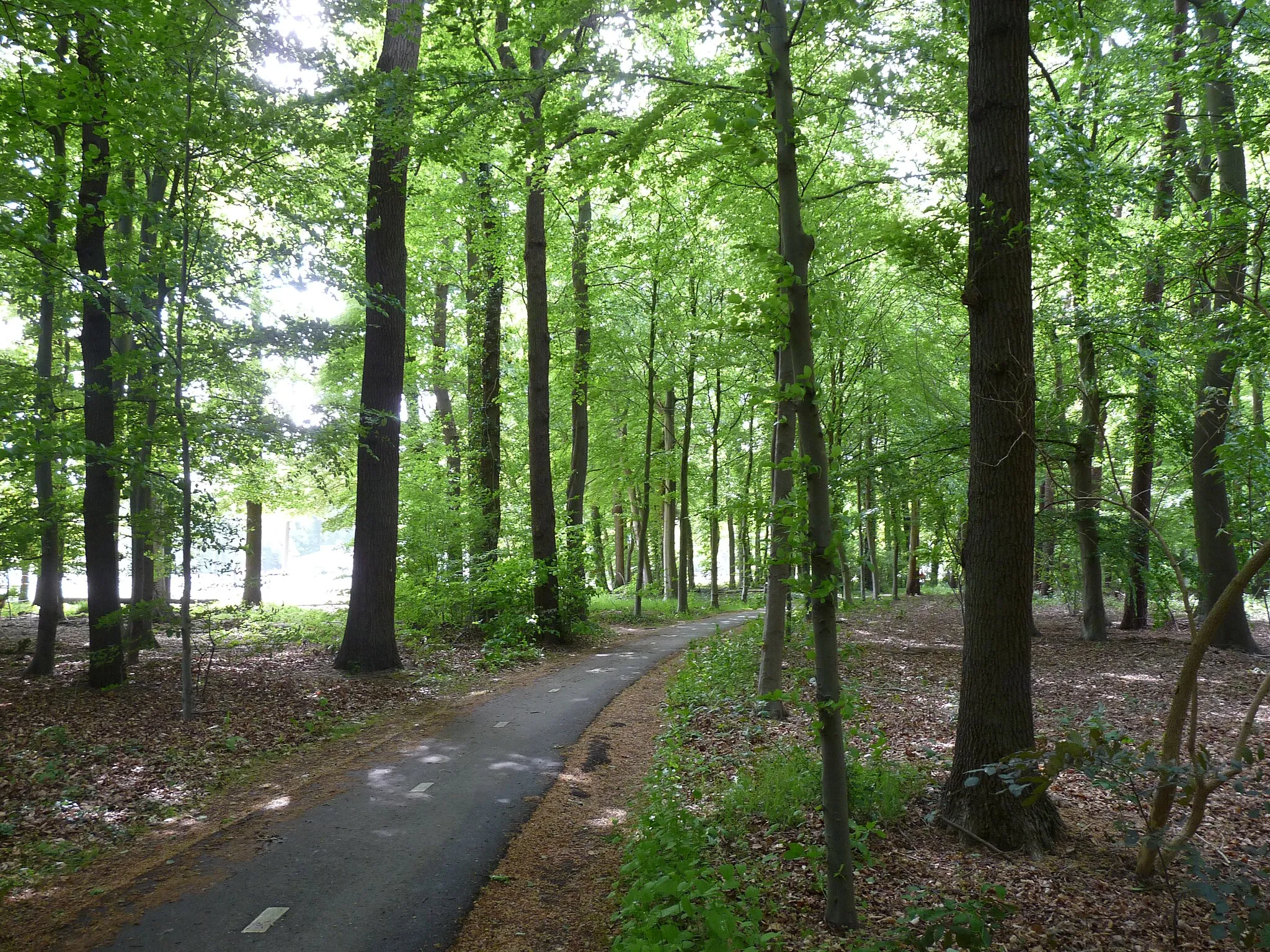 Photo showing: Fietspad door het Beerschoten-Willinkhof park