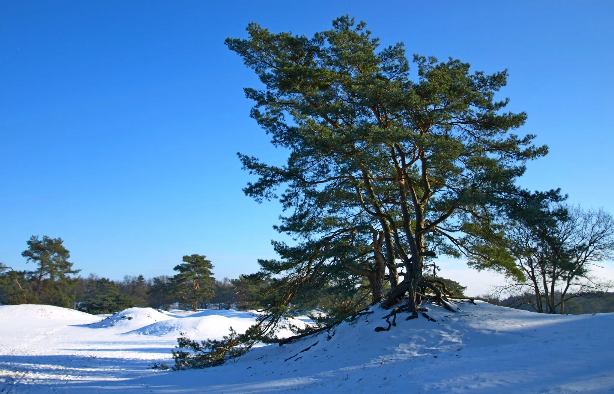 Photo showing: Korte Duinen, Soest Nl with snow and  Scots pine Pinus sylvestris