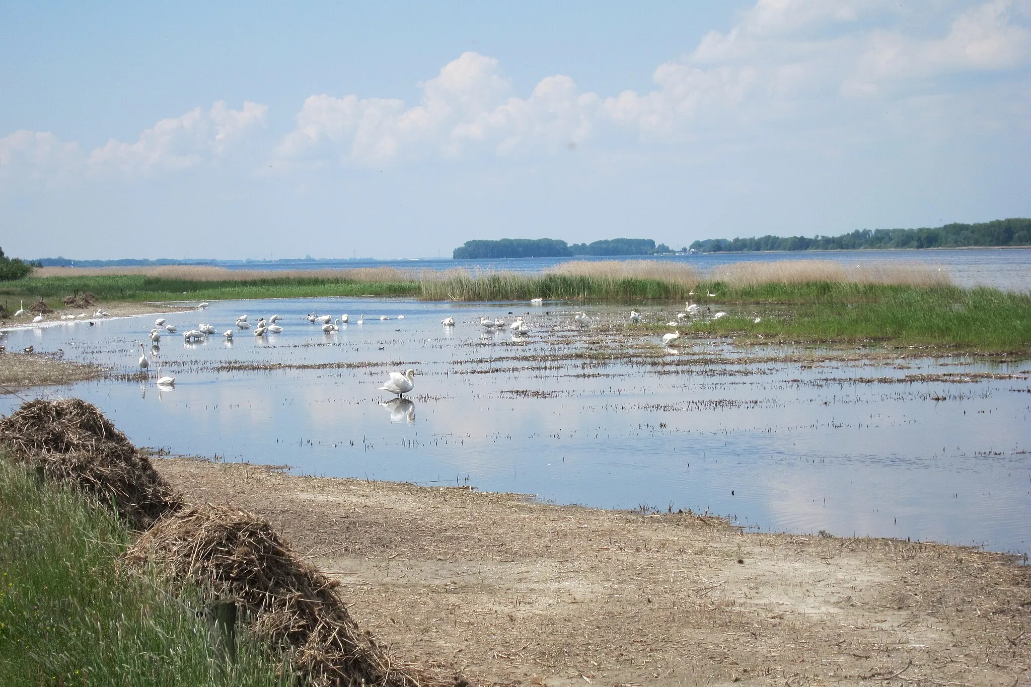 Photo showing: breeding saison for the swans at Randmeer near Elburg. Fantastic natureview