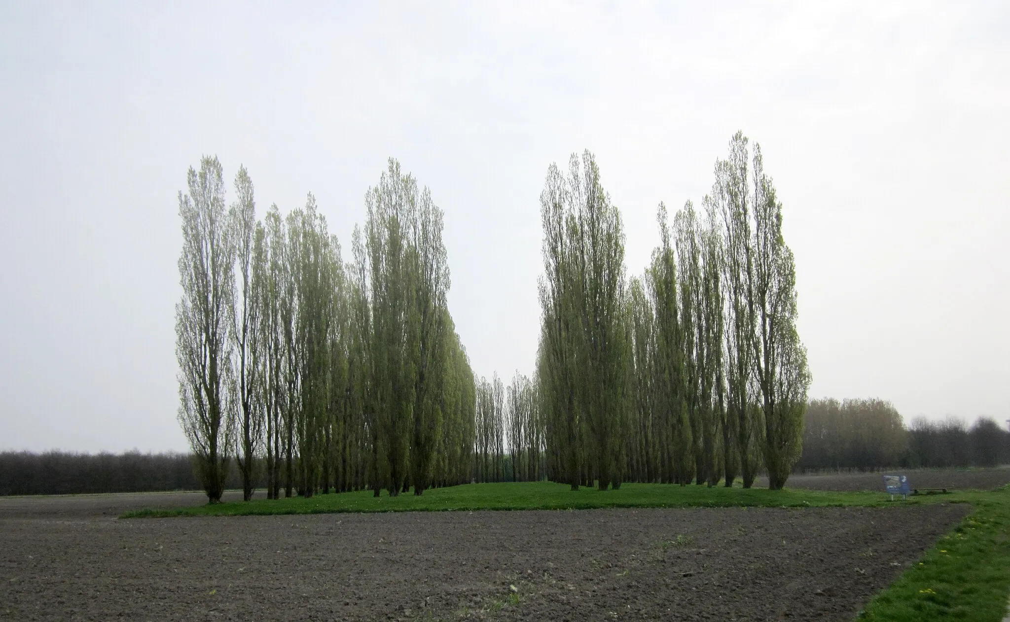 Photo showing: Landart "De Groene Kathedraal" (The green catherdral) made by Marinus Boezem between 1987 and 1996 at the Katherdralenbos at the Tureluurweg in Almere. There's also a negative form in the same forest.