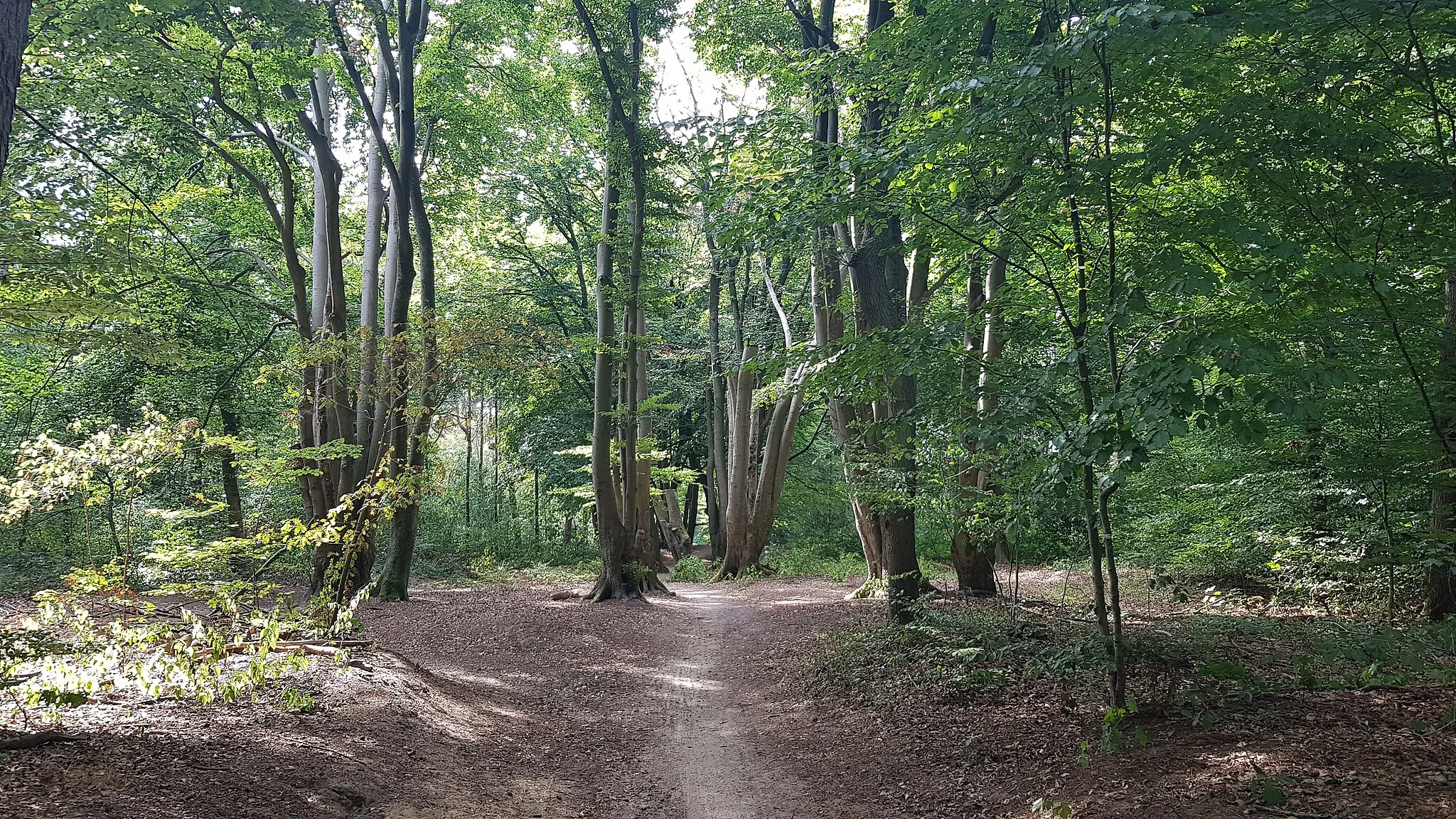 Photo showing: De heuvel van het Doolhof op Landgoed Kernhem in Ede, Nederland