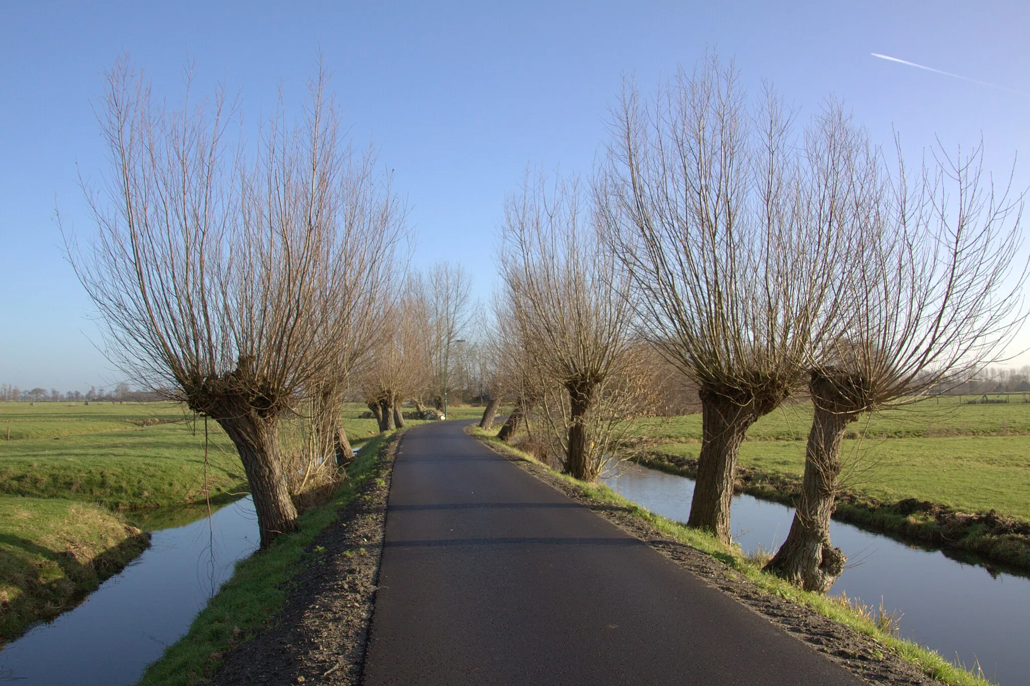 Photo showing: Knotwilgen aan de weg Houtdijk in Houtdijken.
De knotwilgen voorzagen de boeren van geriefhout voor gebruik op de boerderij voor allerlei doeleinden.
Eens in de drie of 4 jaar werden ze geknot.

Een dat gebeurt nog steeds voor het behoud in de toekomst, dit omdat de knotwilg een niet weg te denken boom is in het Nederlandse landschap.
