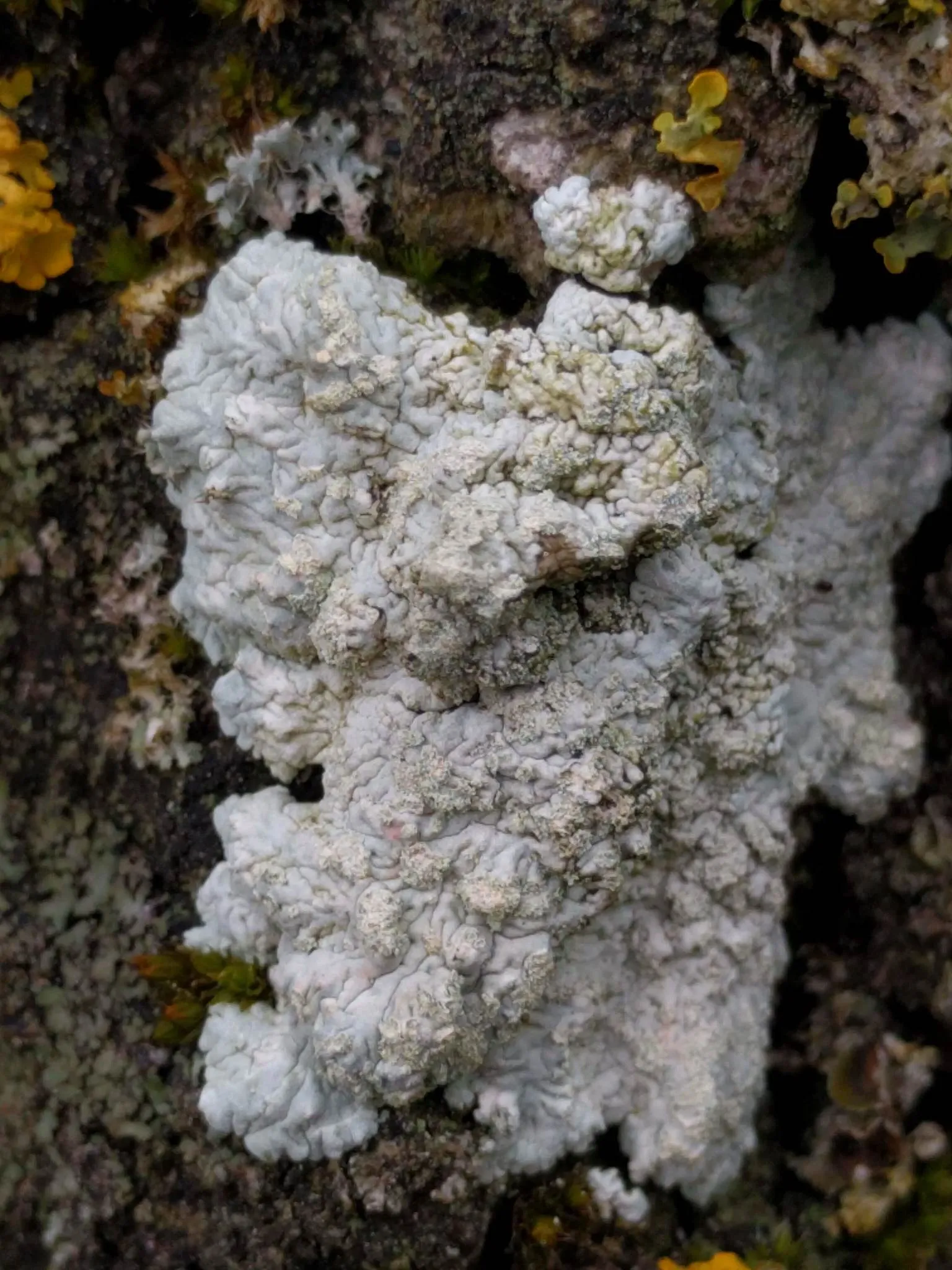 Photo showing: White Pleated Lichen (Diploicia canescens)