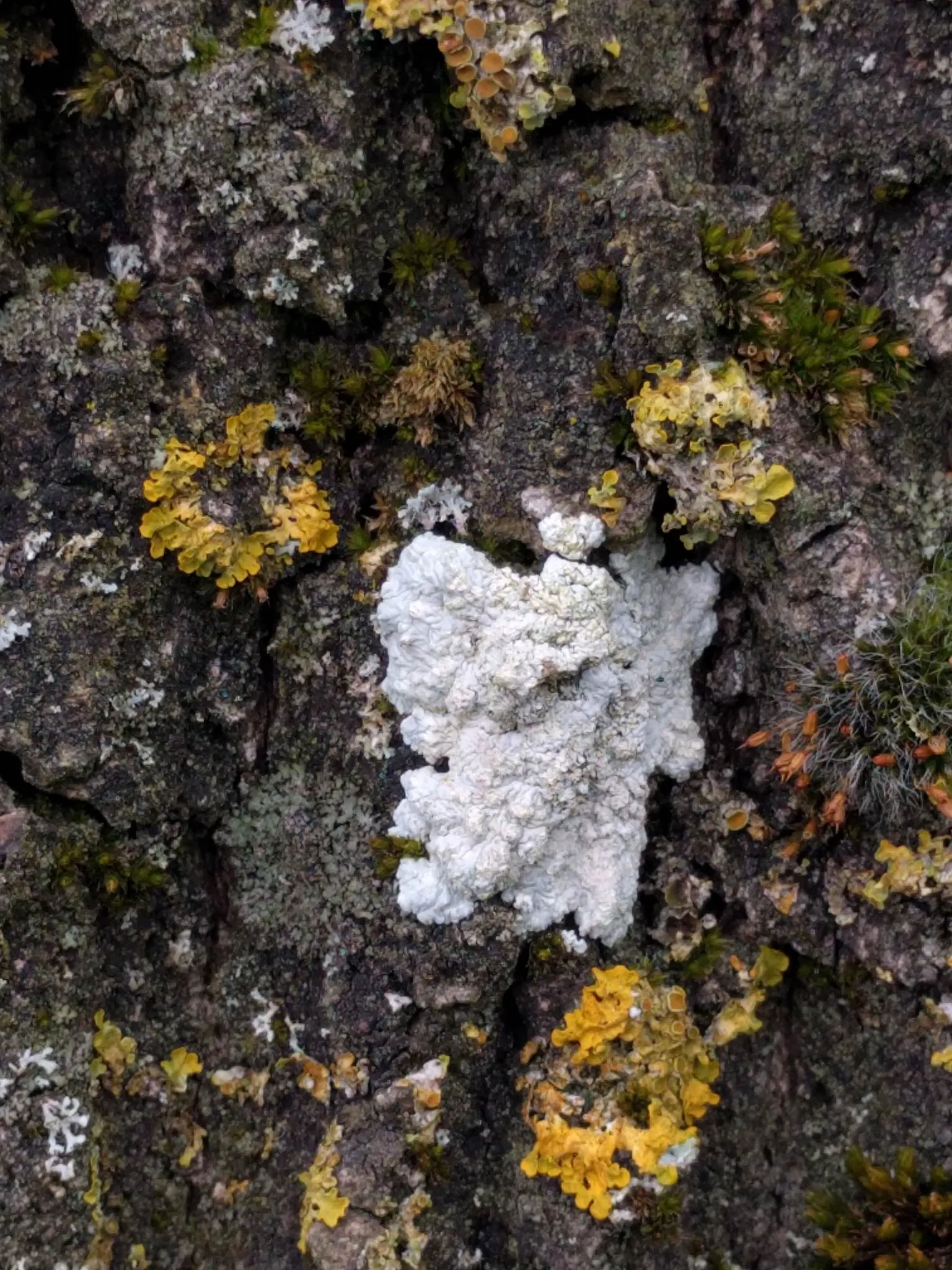 Photo showing: White Pleated Lichen (Diploicia canescens)